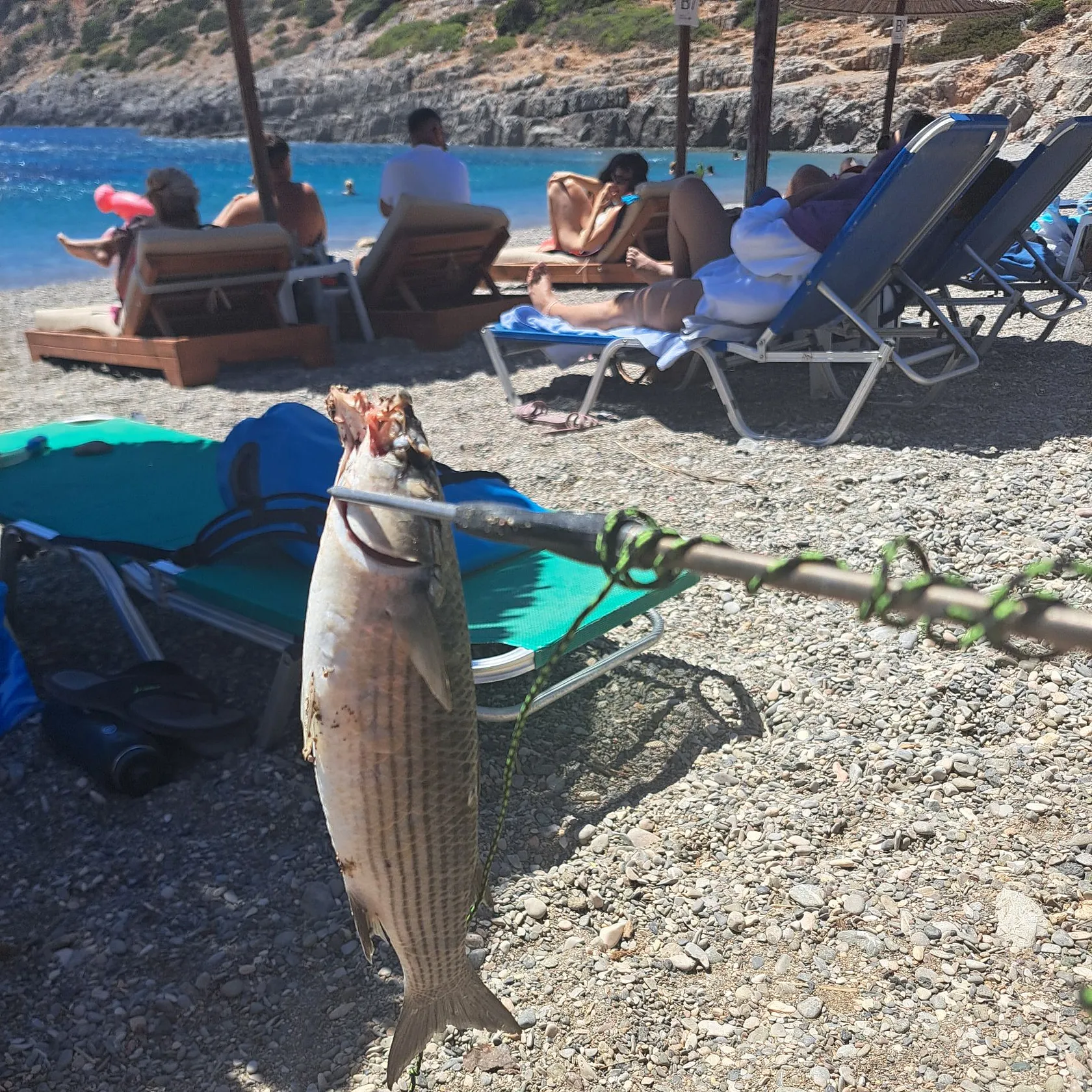 Striped mullet caught on Fishbrain