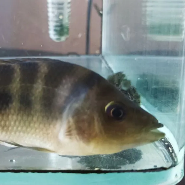 The most recent Mayan cichlid catches on Fishbrain