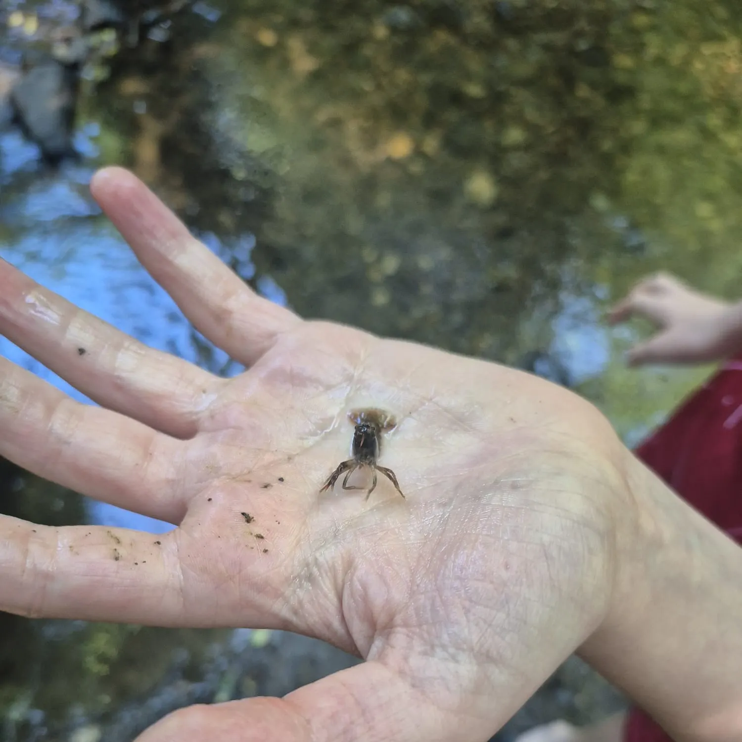 The most recent Signal crayfish catches on Fishbrain