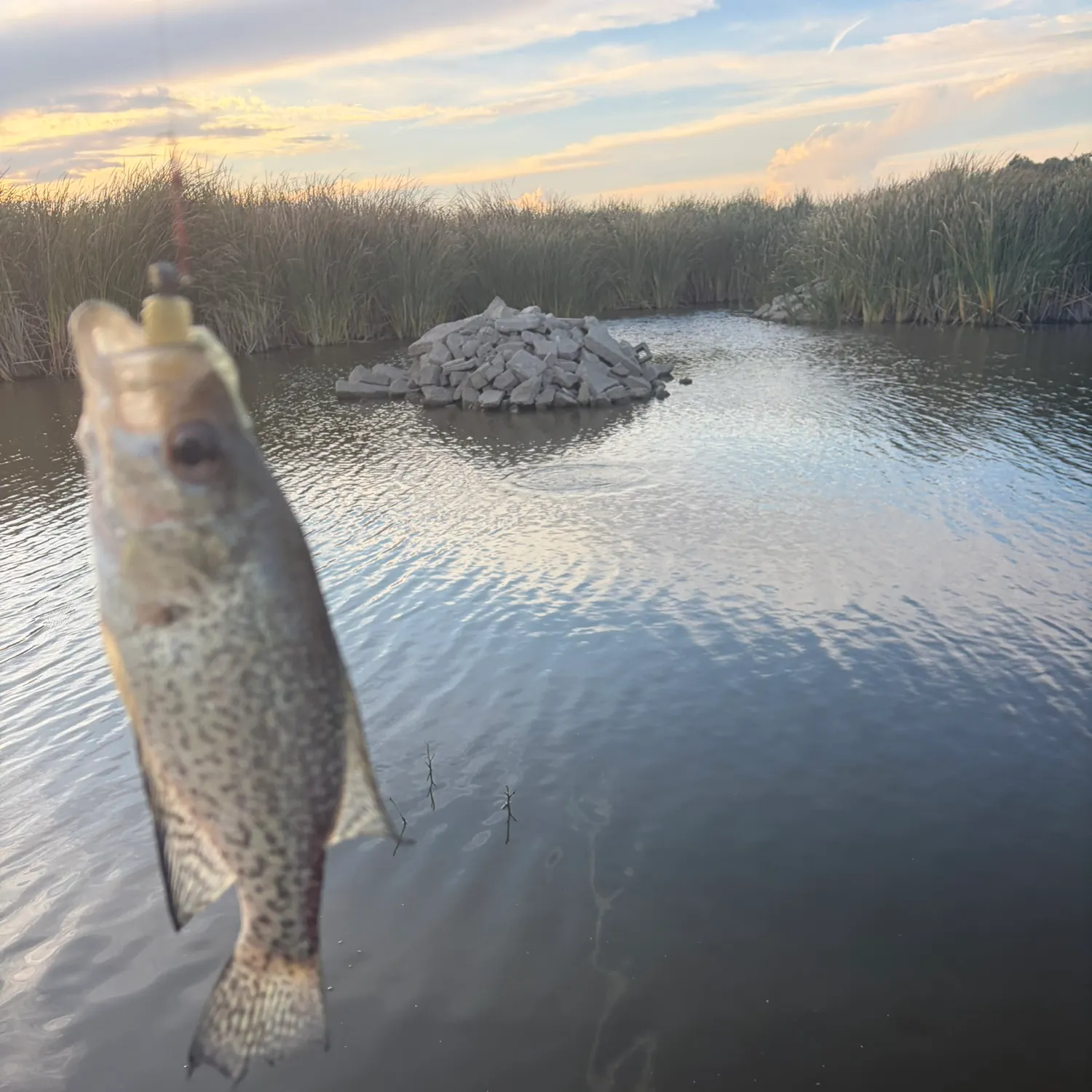 Black crappie caught on Fishbrain