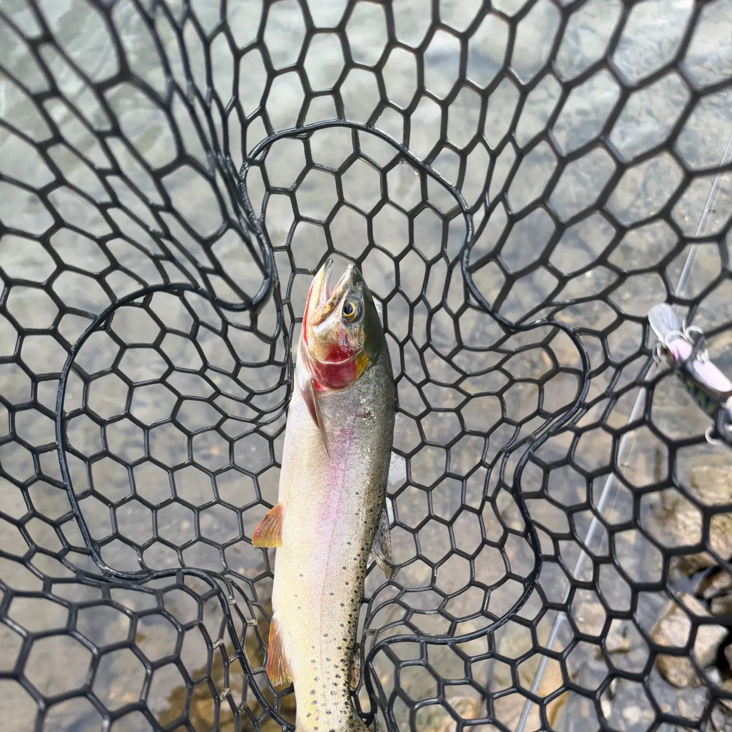 Cutthroat trout caught on Fishbrain