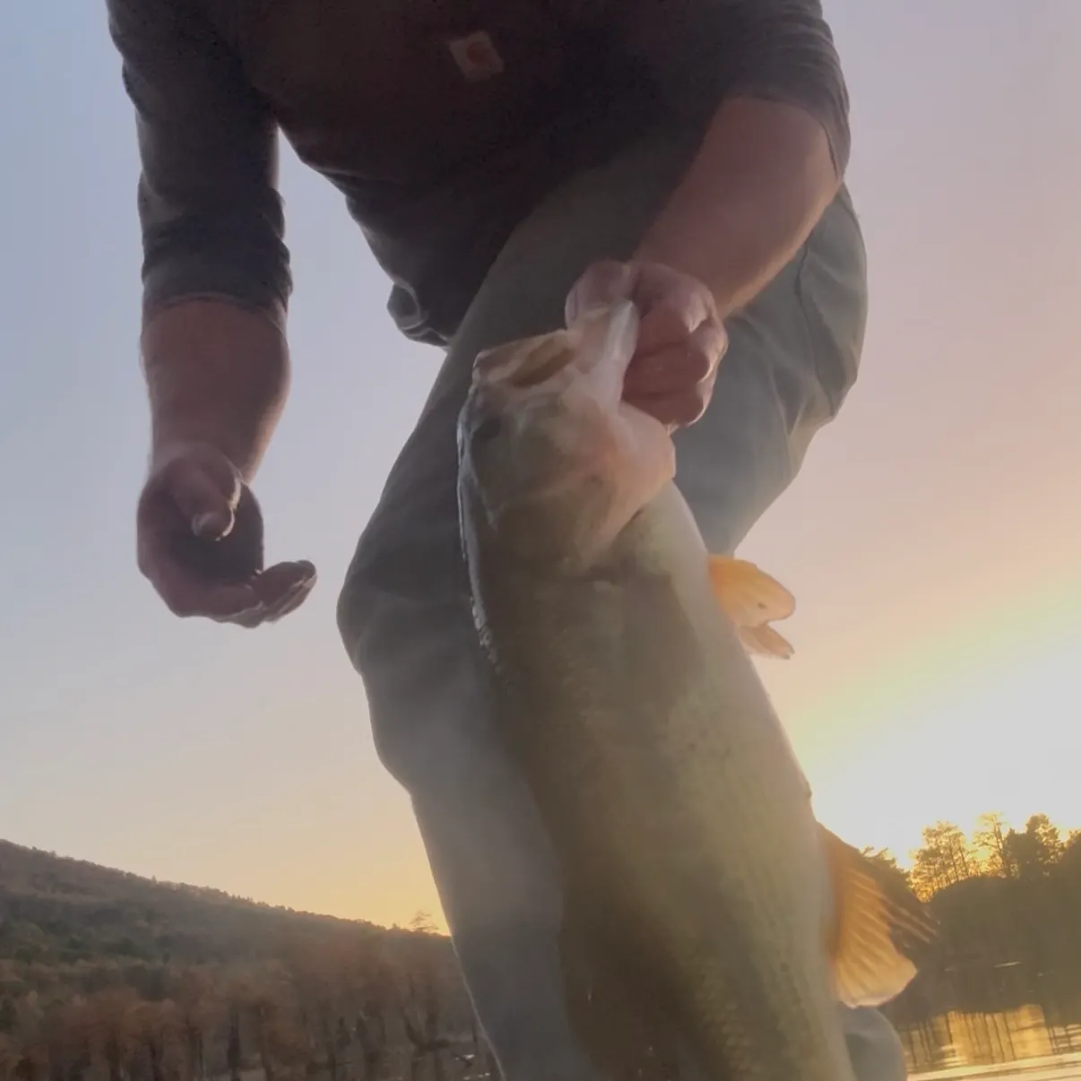 The most recent Largemouth bass catches on Fishbrain