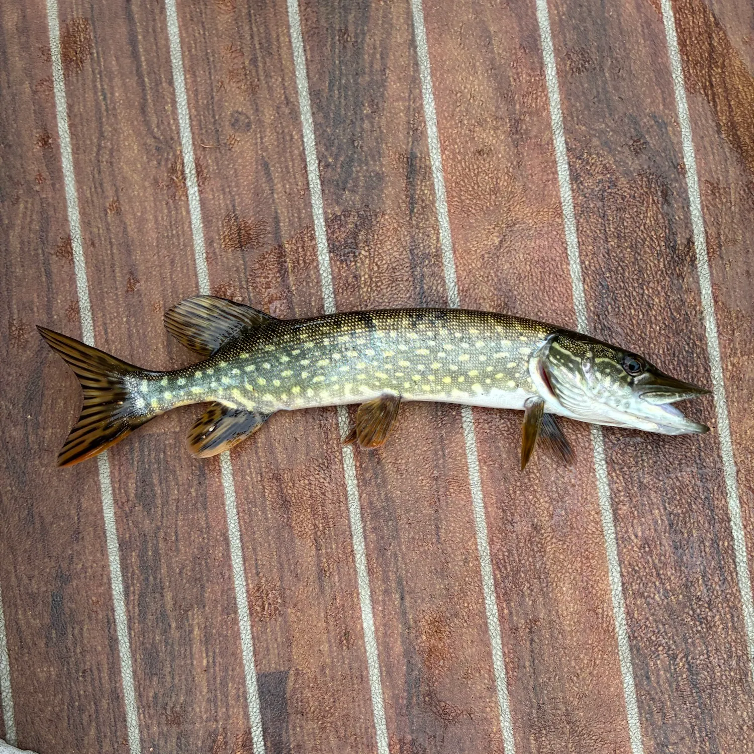 Northern pike caught on Fishbrain