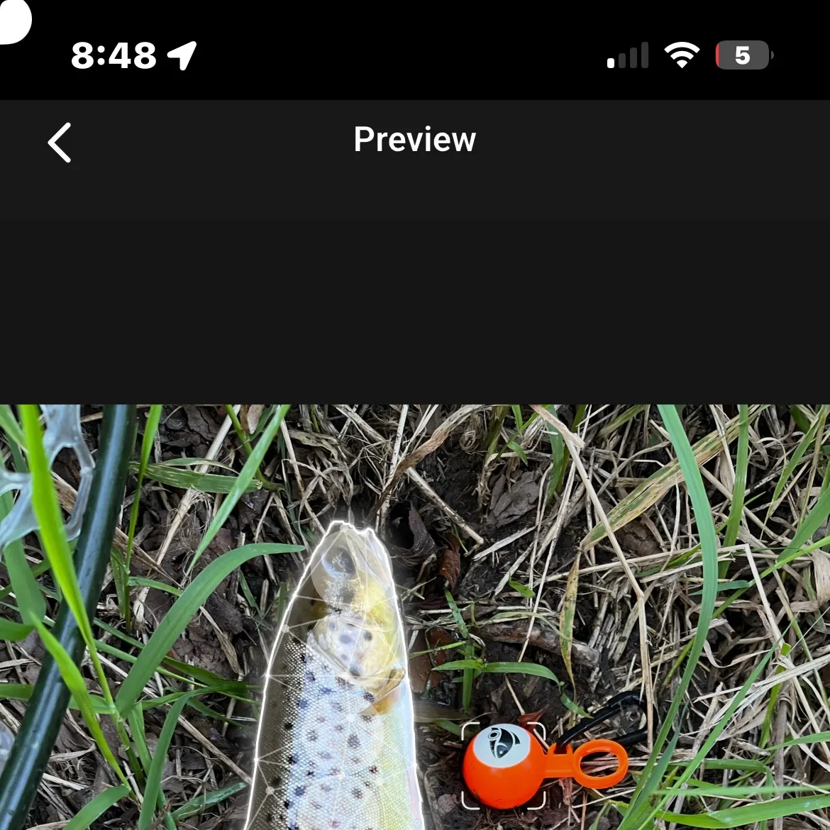 Brown trout caught on Fishbrain