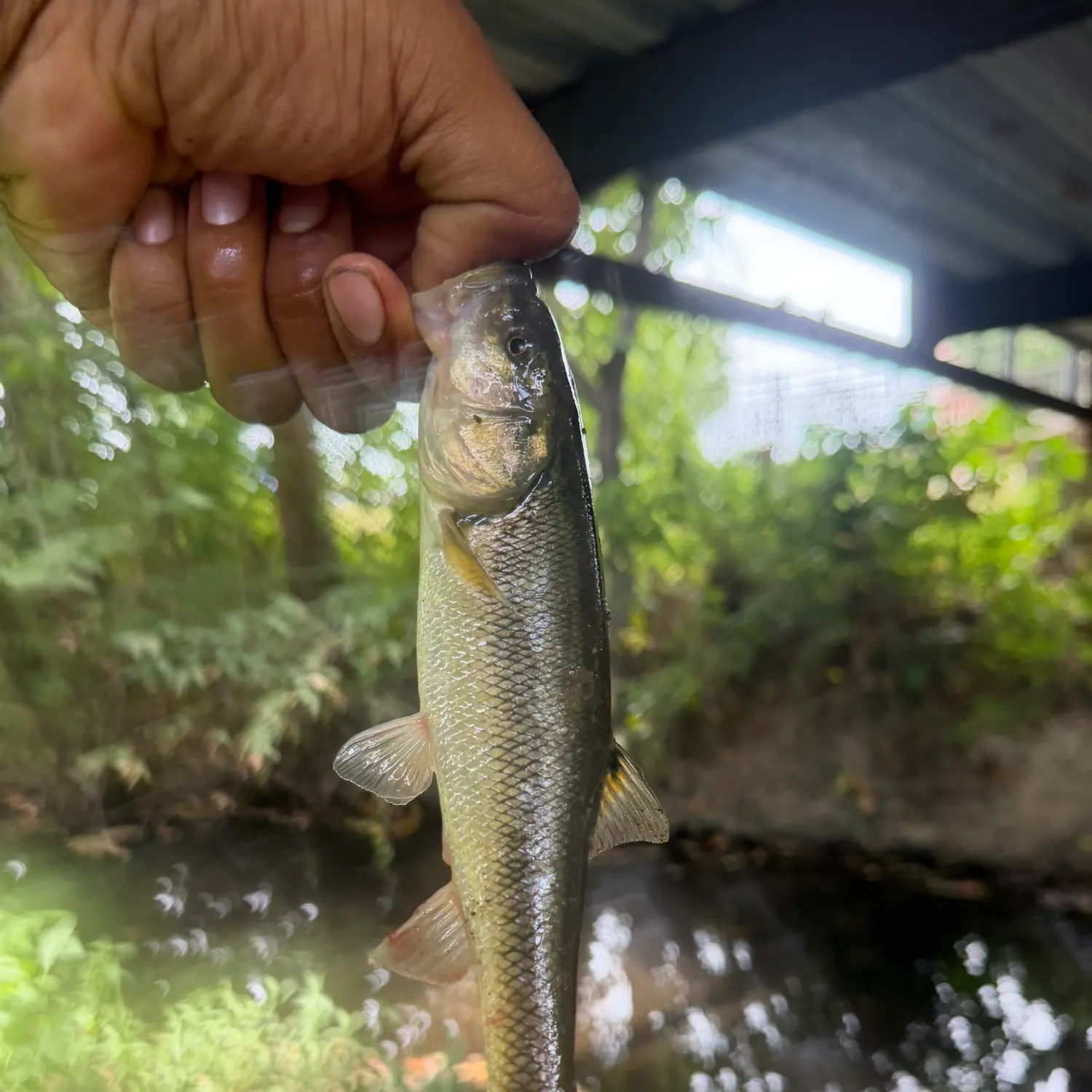 Hornyhead chub caught on Fishbrain