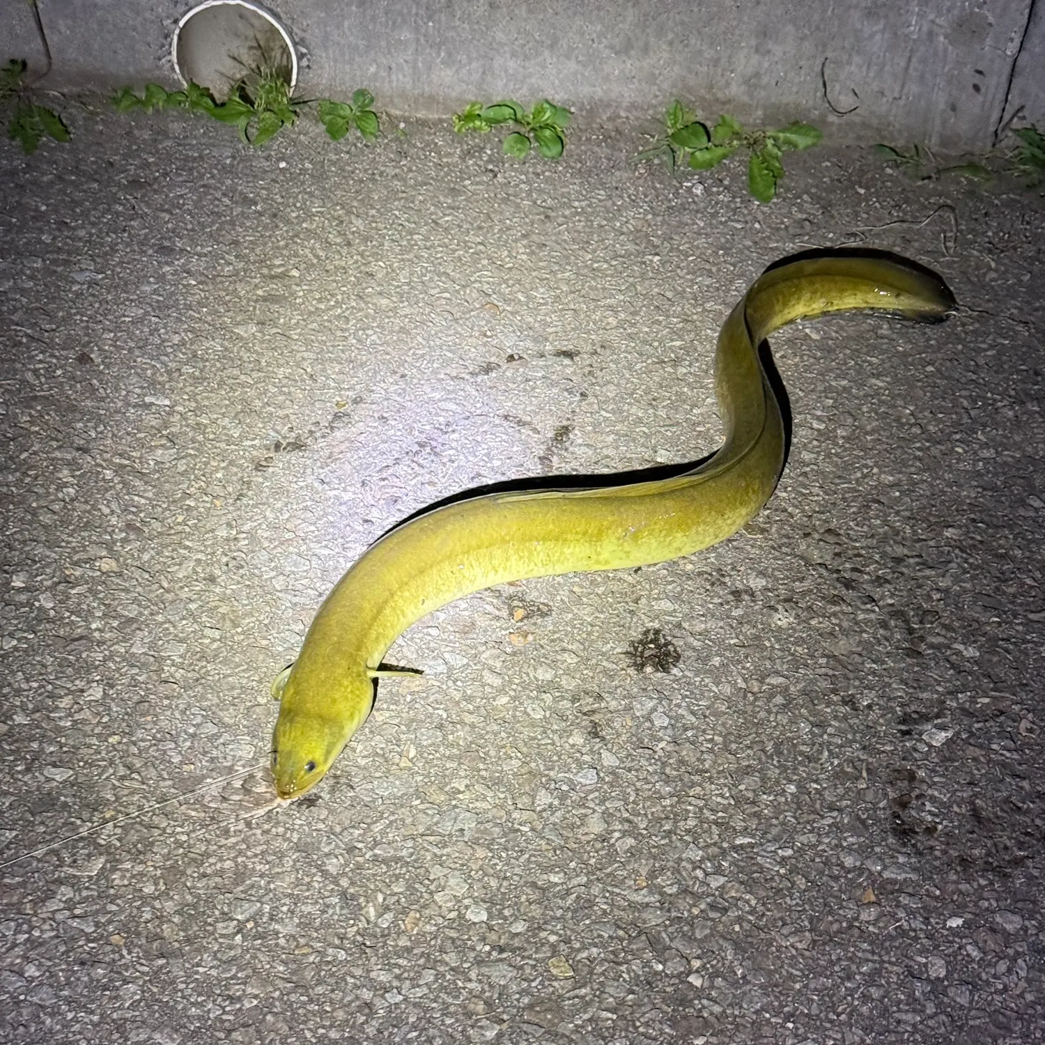 American eel caught on Fishbrain