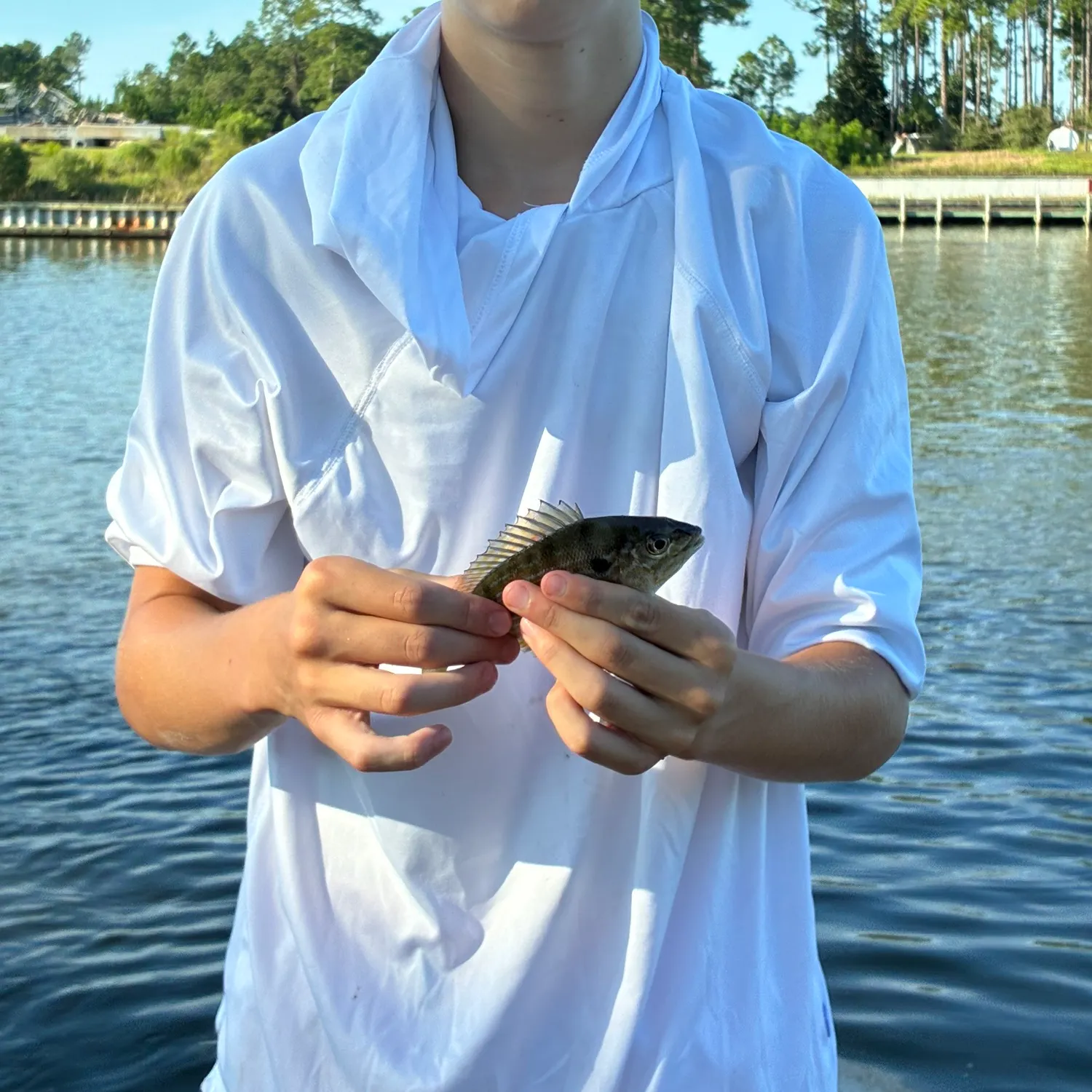 Bluegill caught on Fishbrain