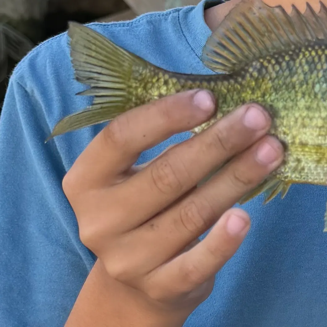 Redear sunfish caught on Fishbrain