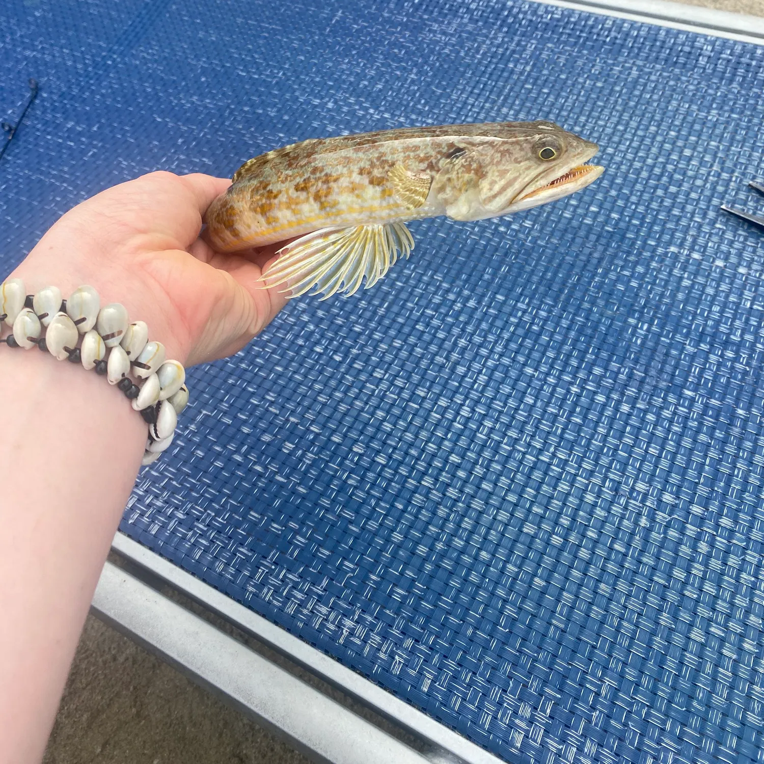 The most recent Sand diver catches on Fishbrain