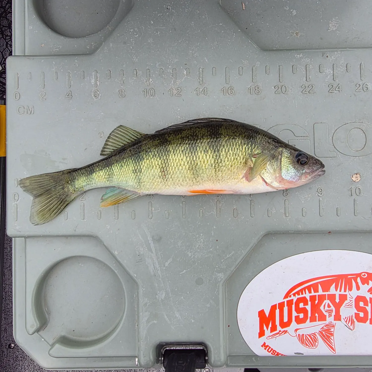 Yellow perch caught on Fishbrain