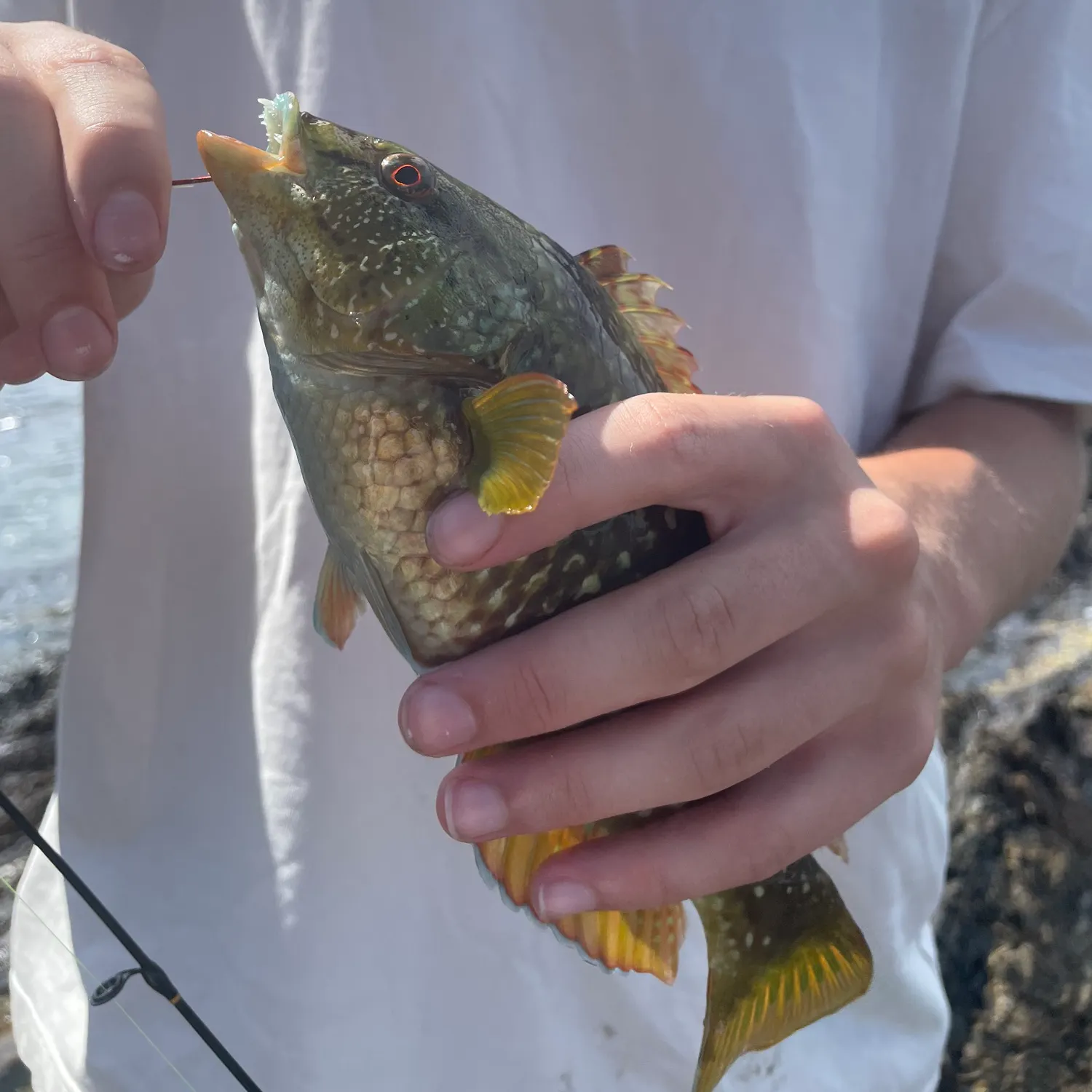 The most recent Spotty wrasse catches on Fishbrain