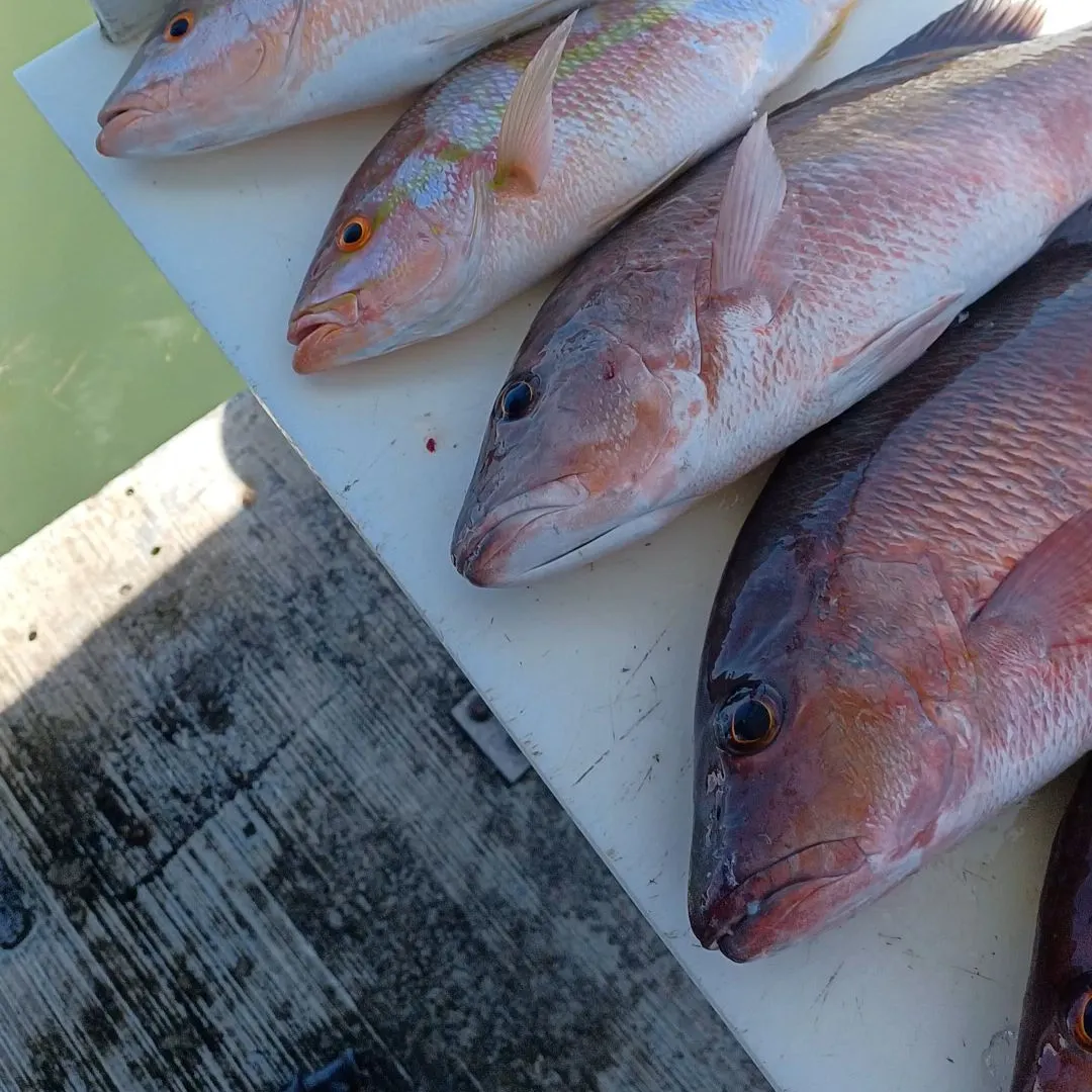 The most recent Yellowtail snapper catches on Fishbrain