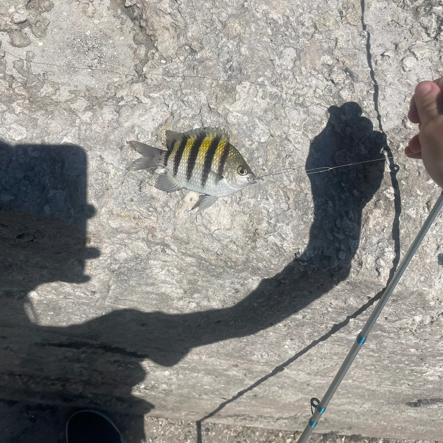 The most recent Sergeant-major catches on Fishbrain