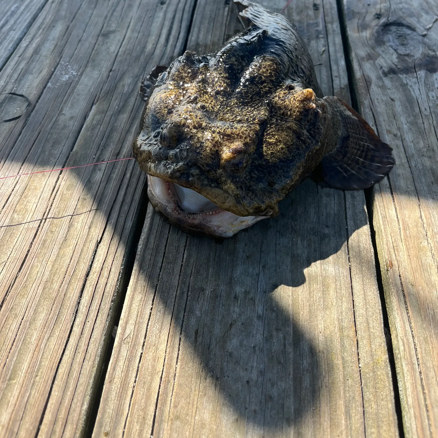 Boulenger's toadfish caught on Fishbrain
