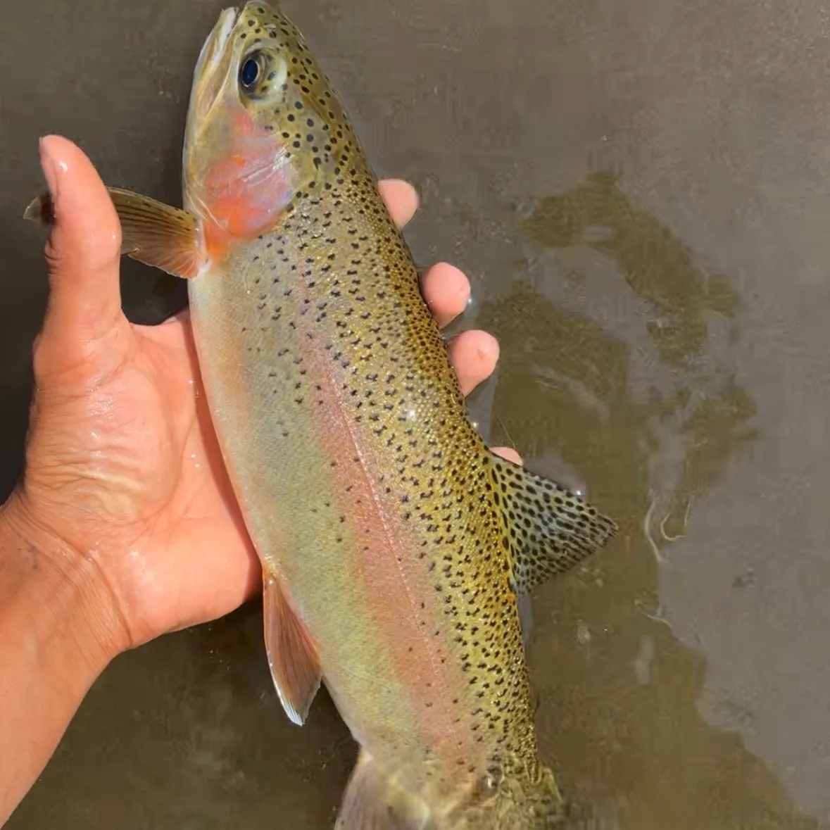 Rainbow trout caught on Fishbrain