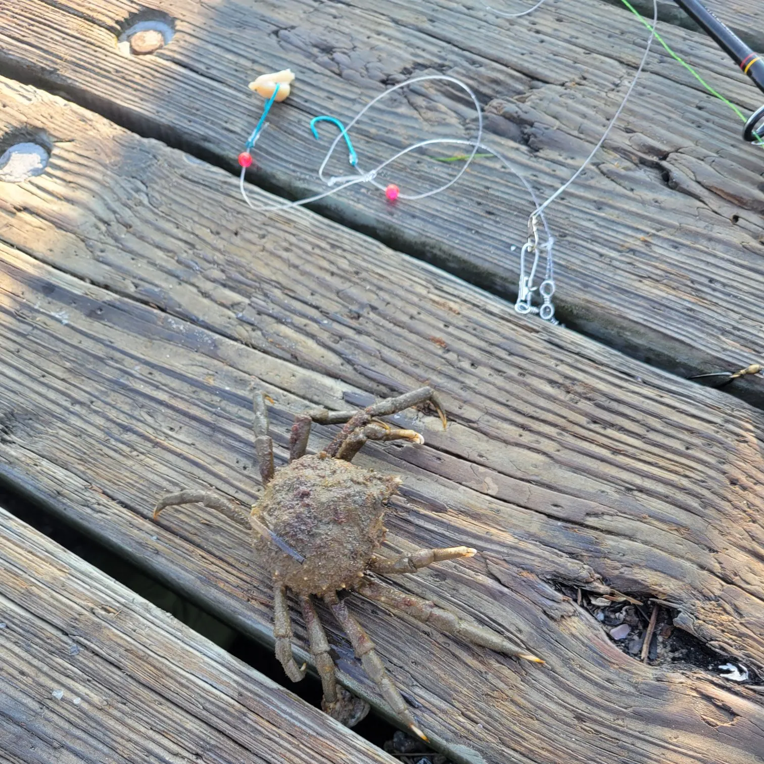 The most recent Portly spider crab catches on Fishbrain