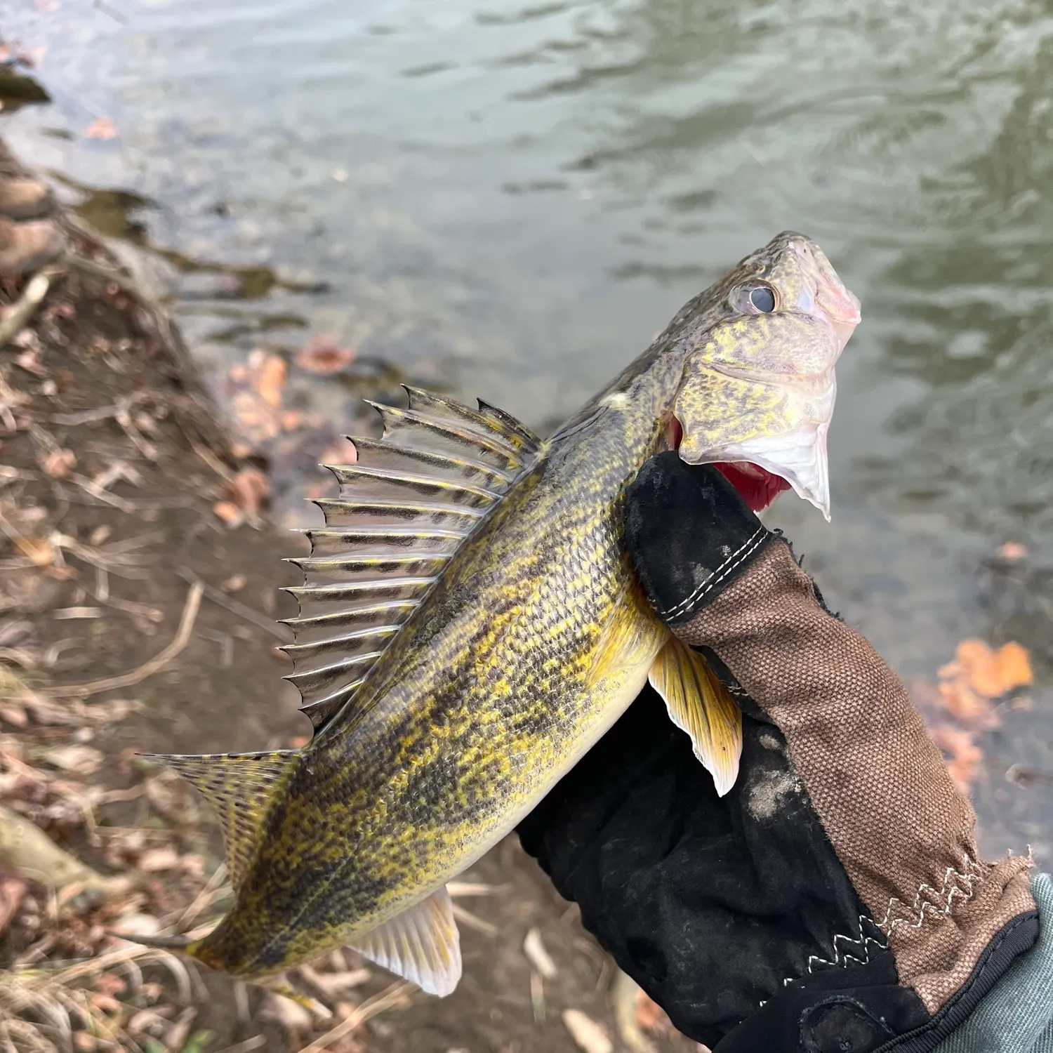 The most recent Saugeye catches on Fishbrain