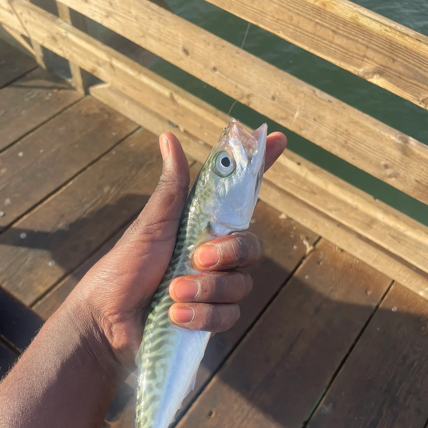Pacific chub mackerel caught on Fishbrain