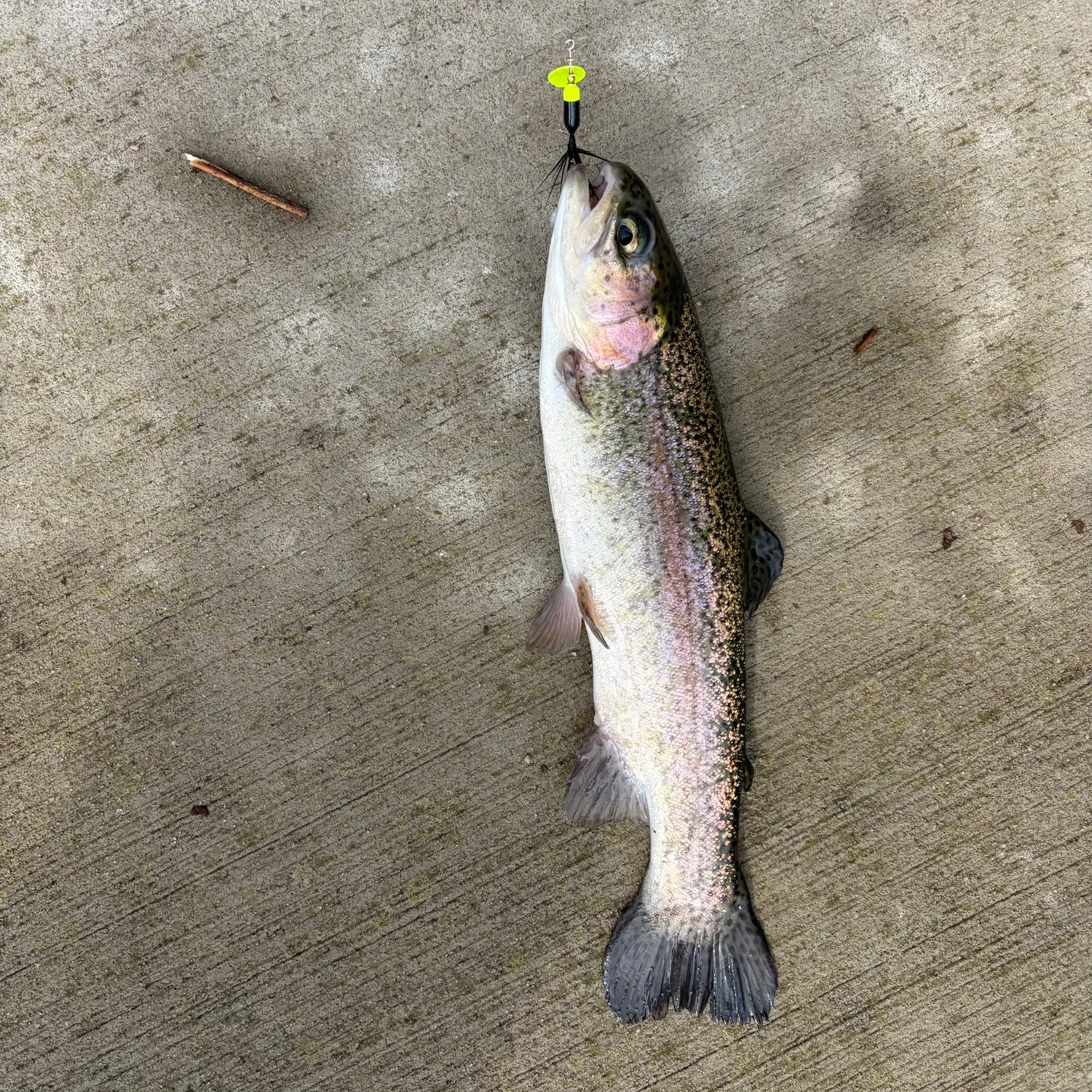 Rainbow trout caught on Fishbrain