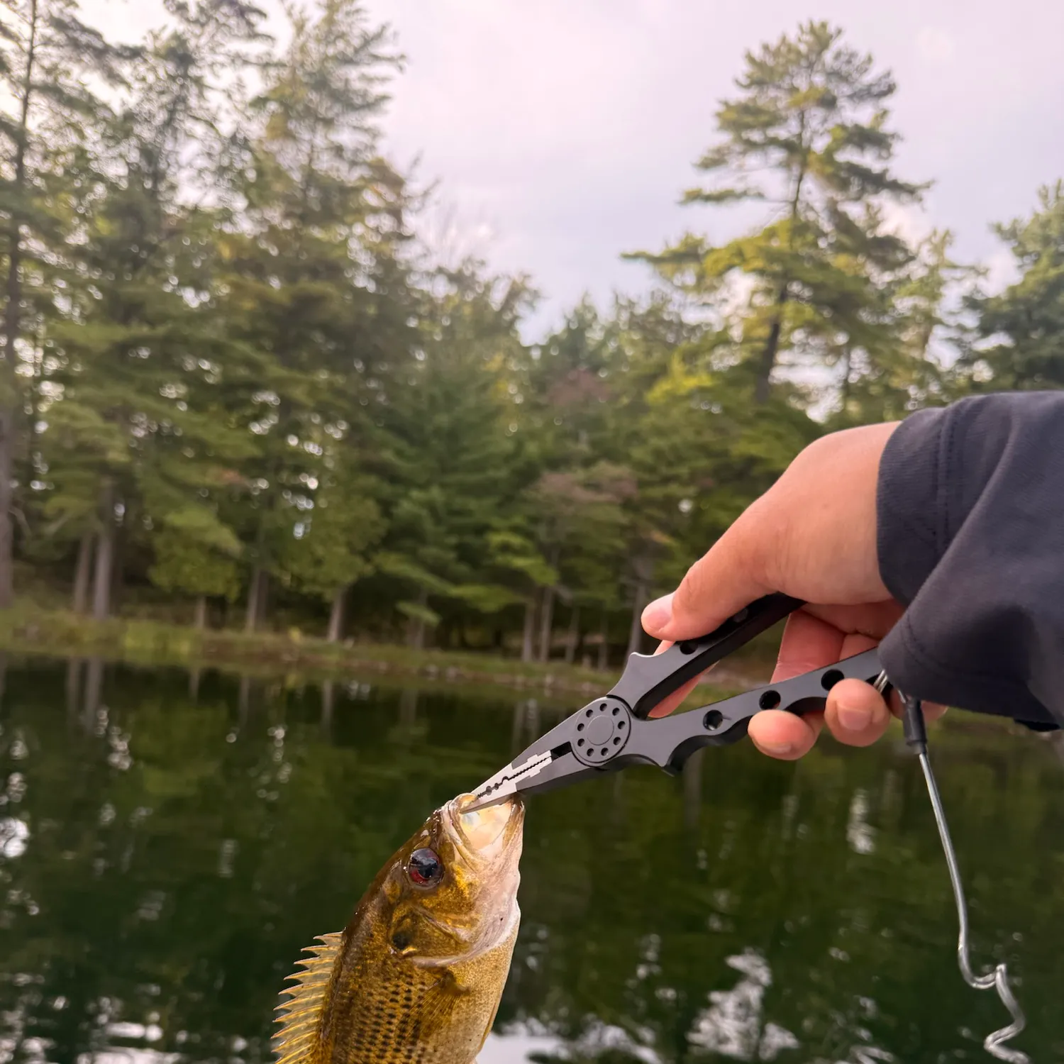 Rock bass caught on Fishbrain
