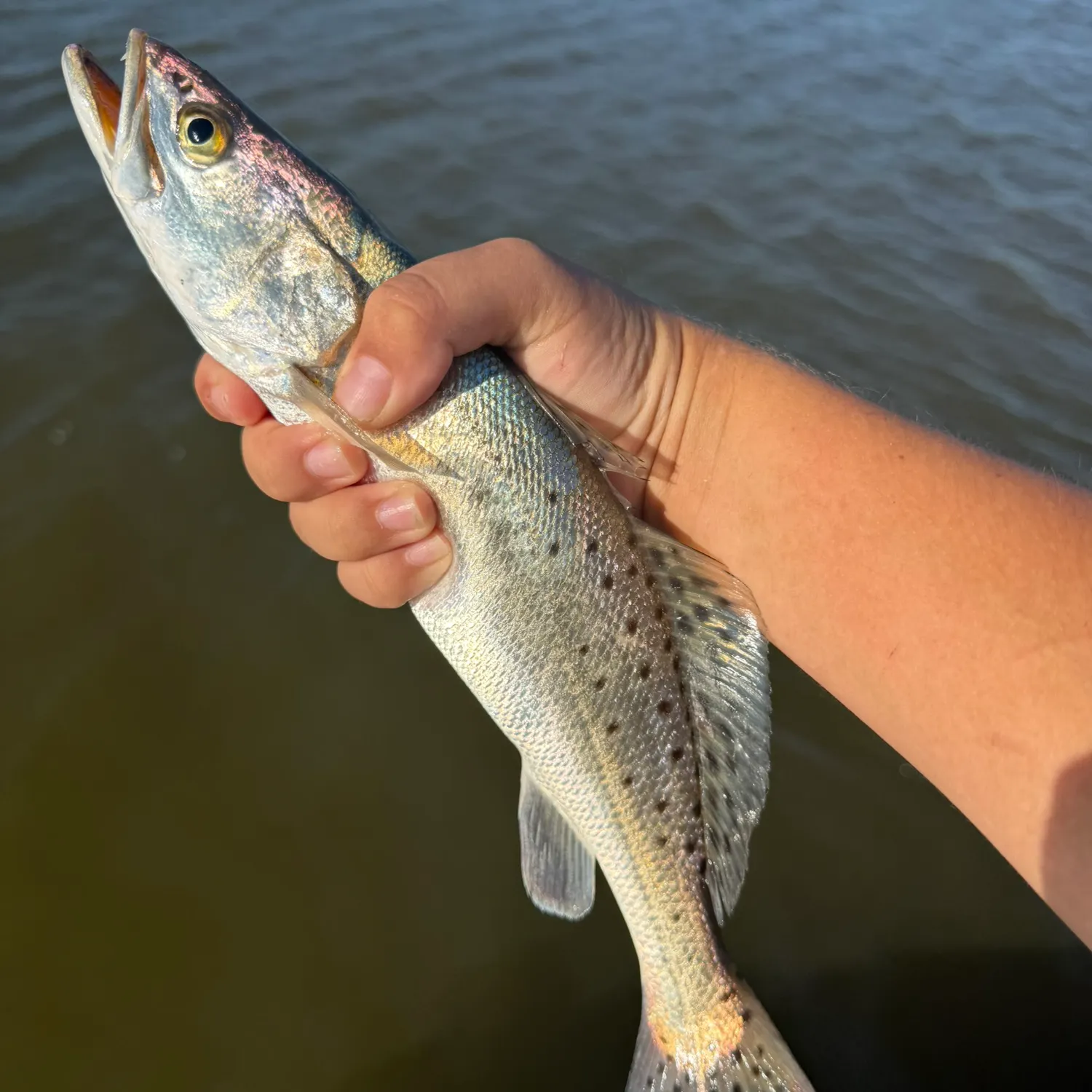 Spotted seatrout caught on Fishbrain
