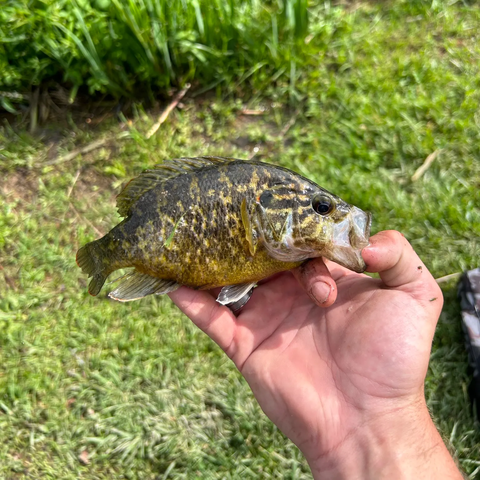 The most recent Warmouth catches on Fishbrain