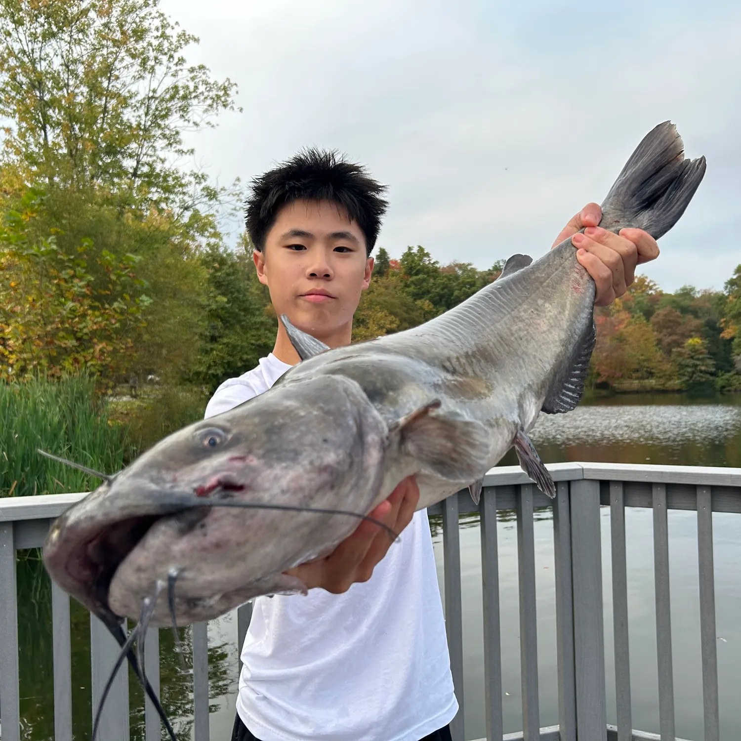Channel catfish caught on Fishbrain