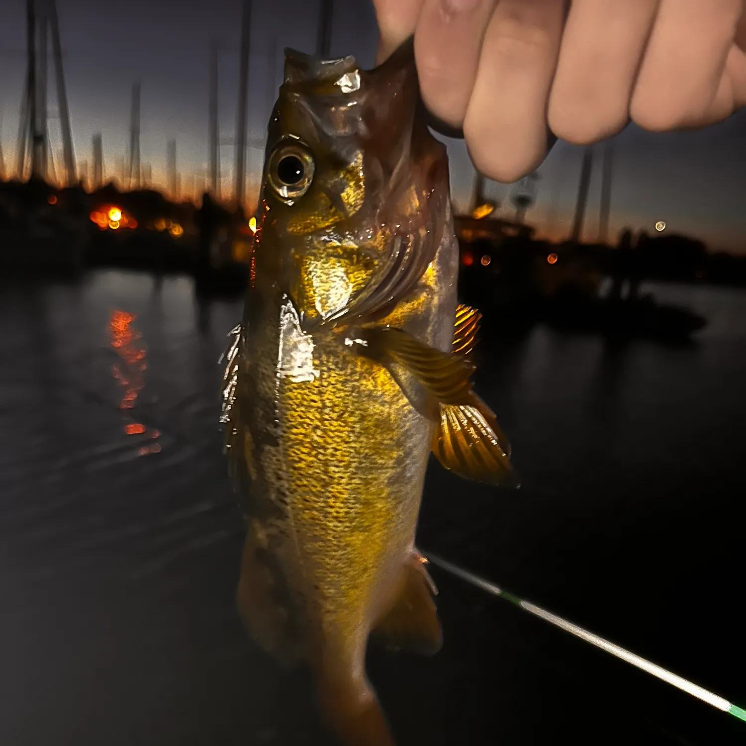 The most recent Yellowtail rockfish catches on Fishbrain