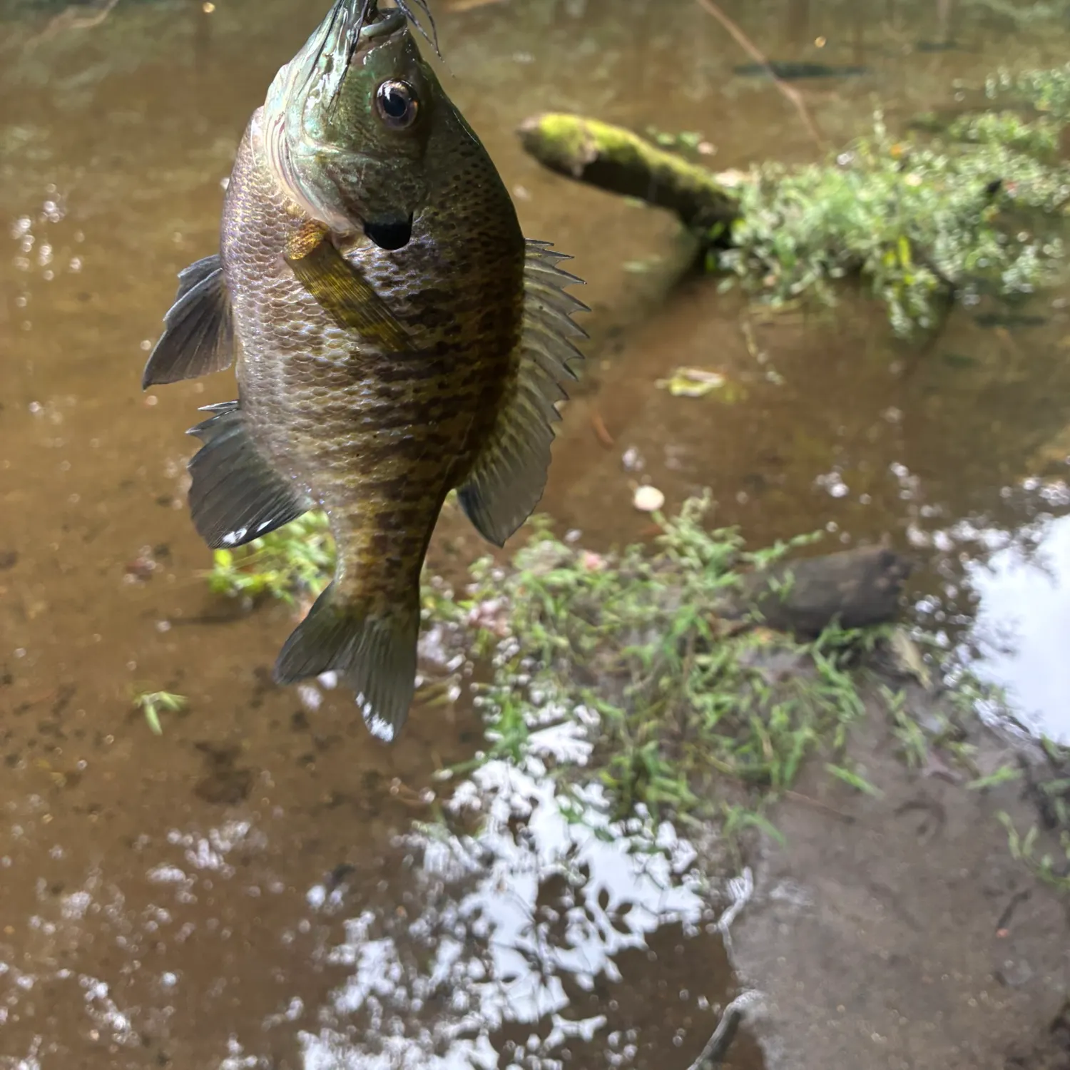 Bluegill caught on Fishbrain