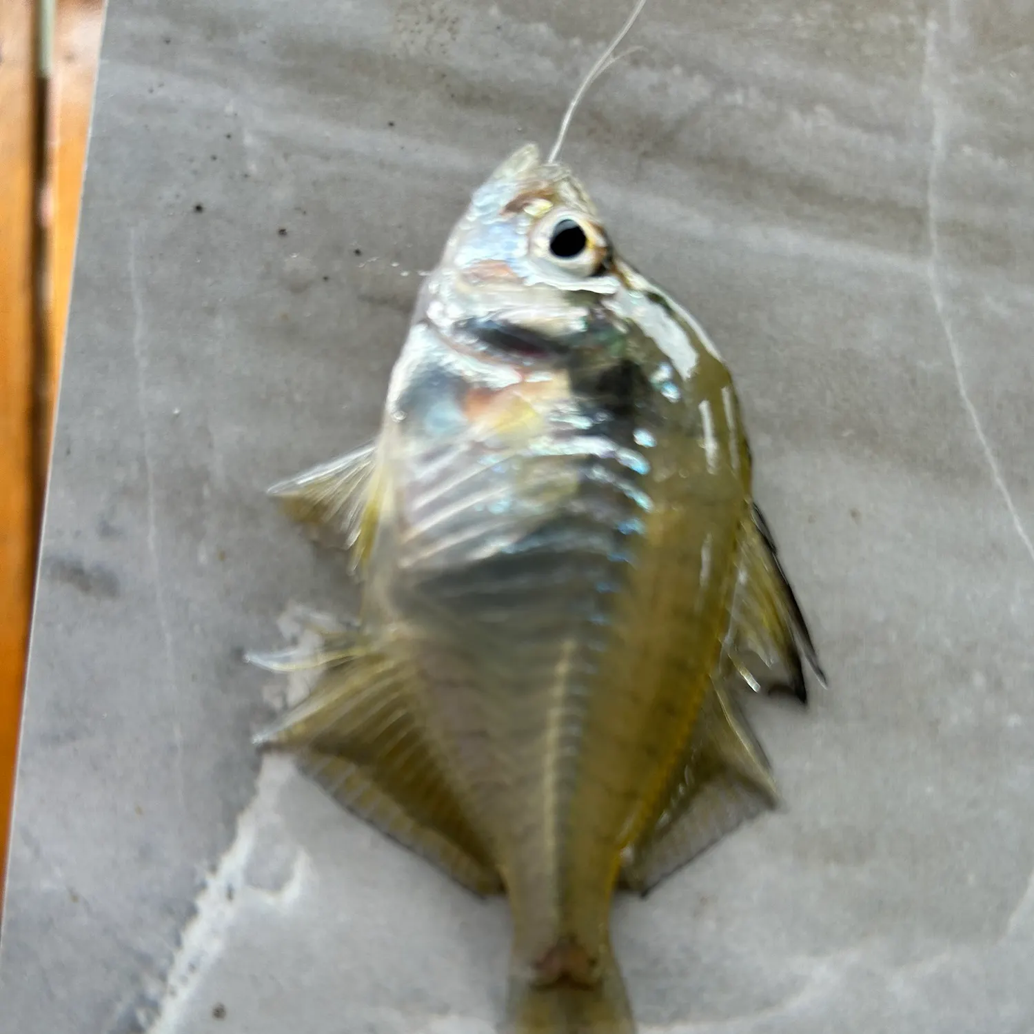 The most recent Siamese glassfish catches on Fishbrain