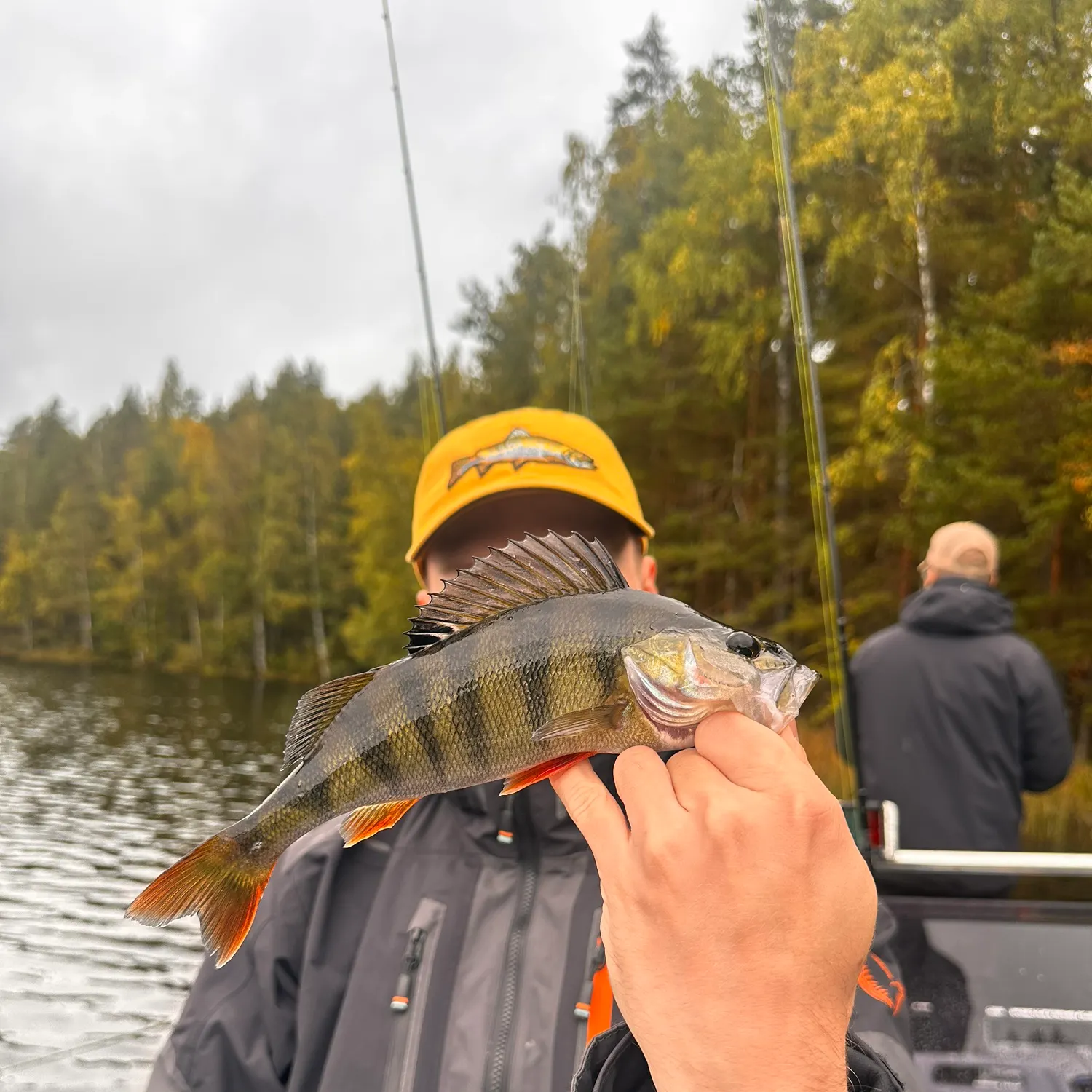 European perch caught on Fishbrain