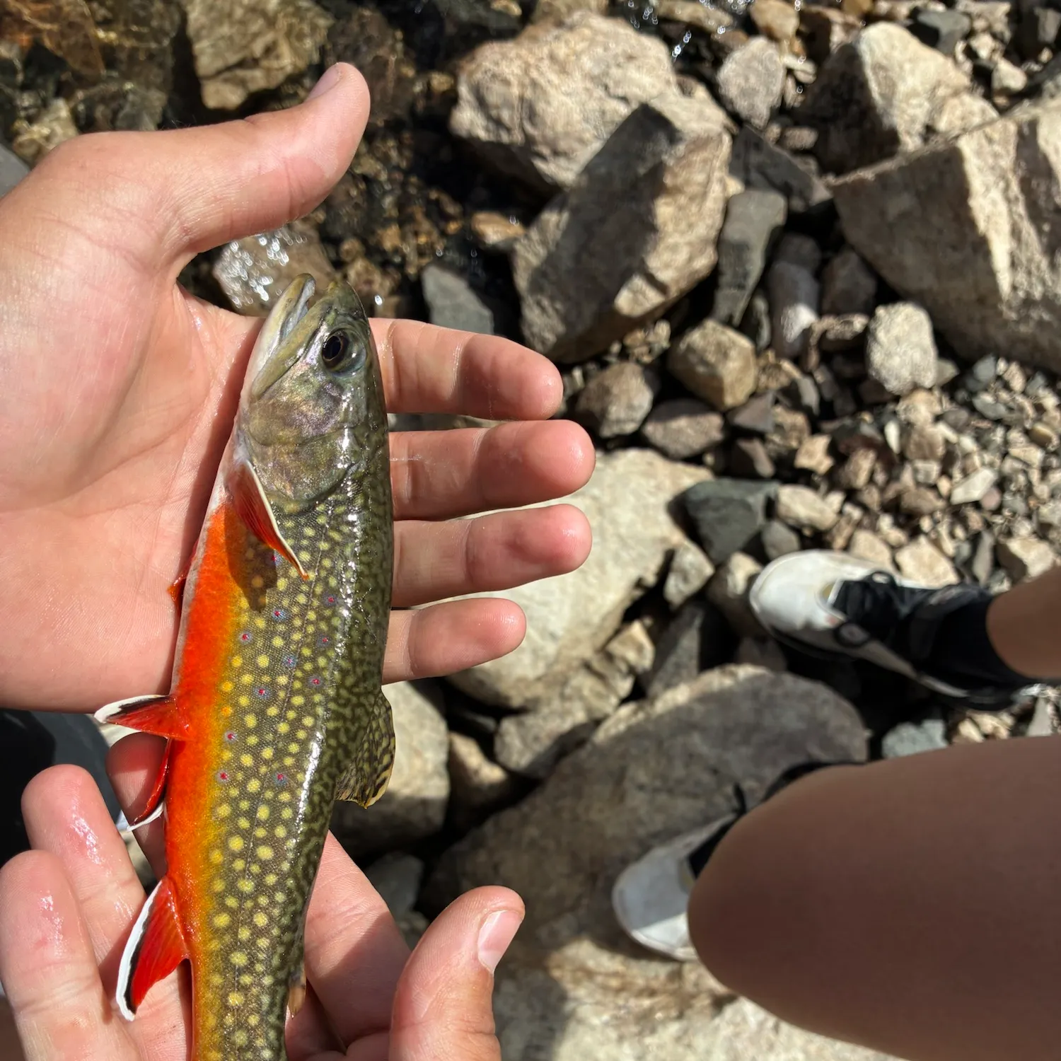 Brown trout caught on Fishbrain