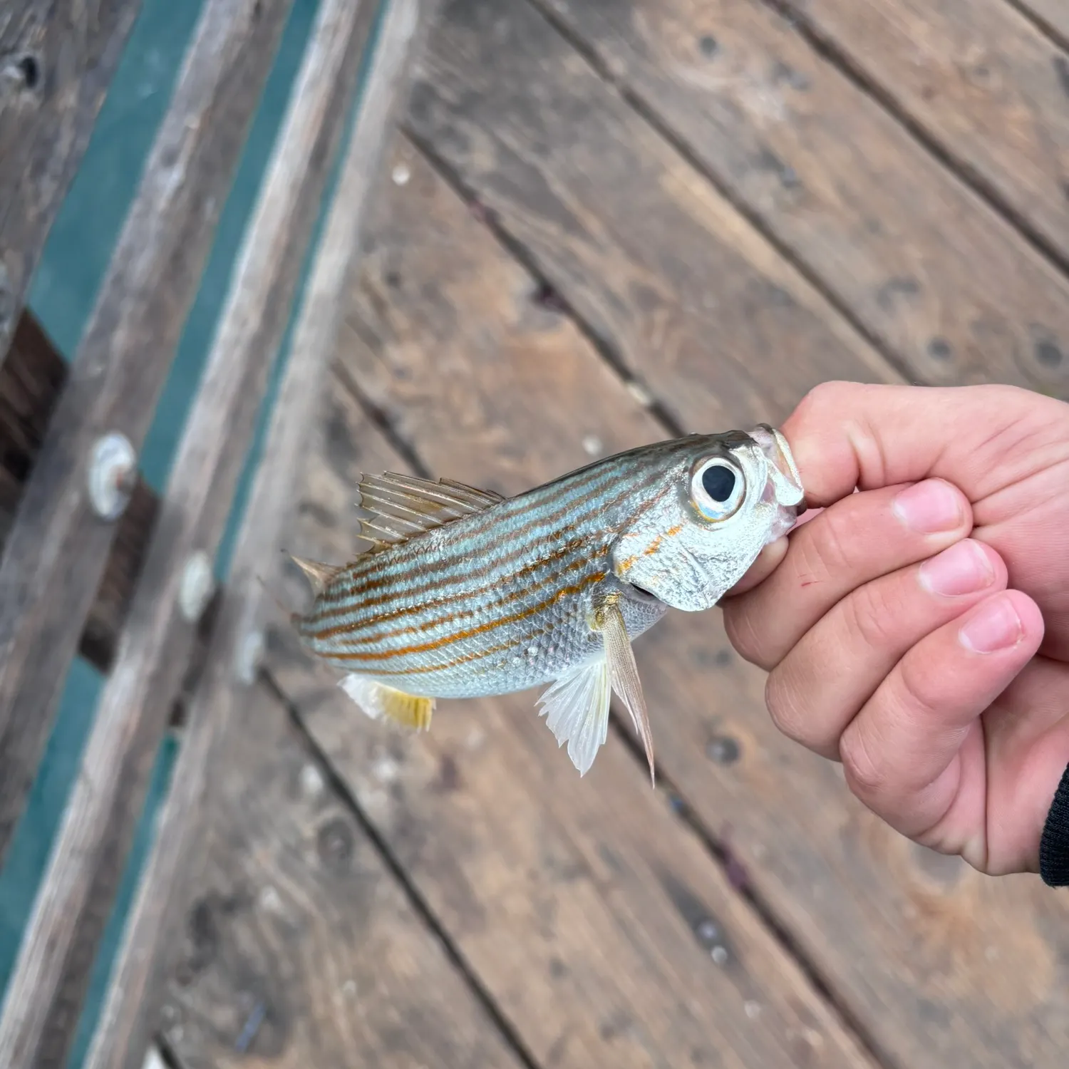 The most recent Californian salema catches on Fishbrain