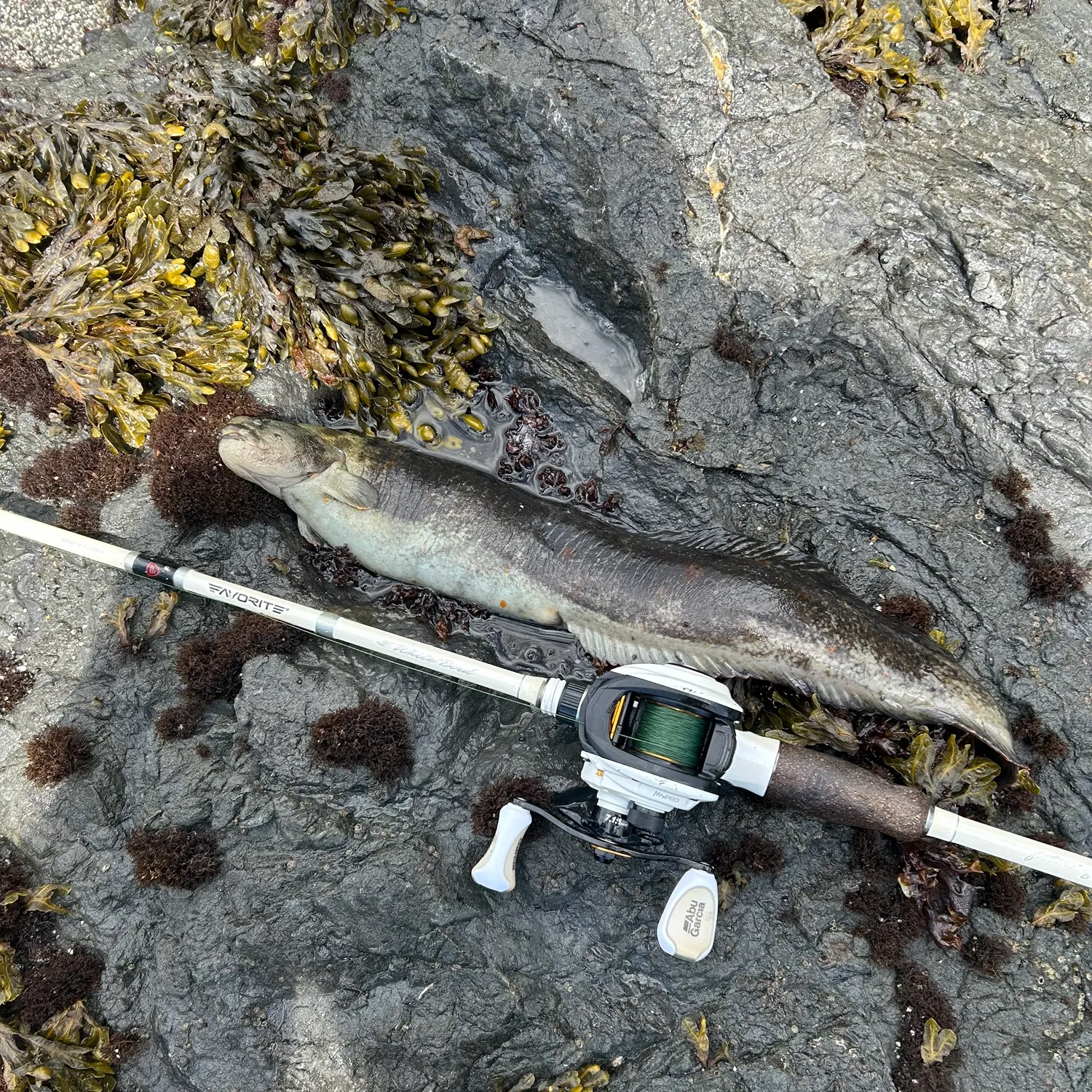 The most recent Monkeyface prickleback catches on Fishbrain