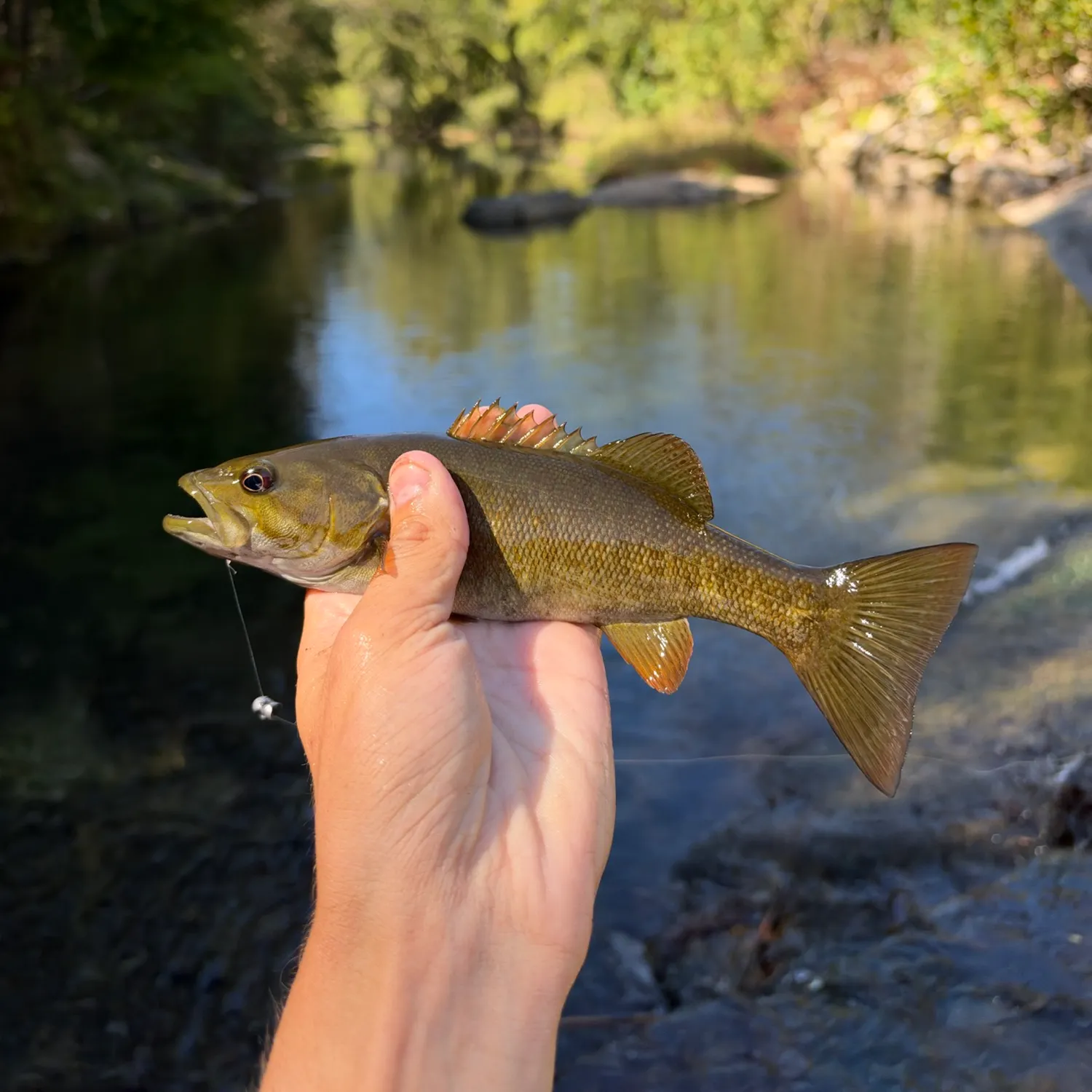 Smallmouth bass caught on Fishbrain