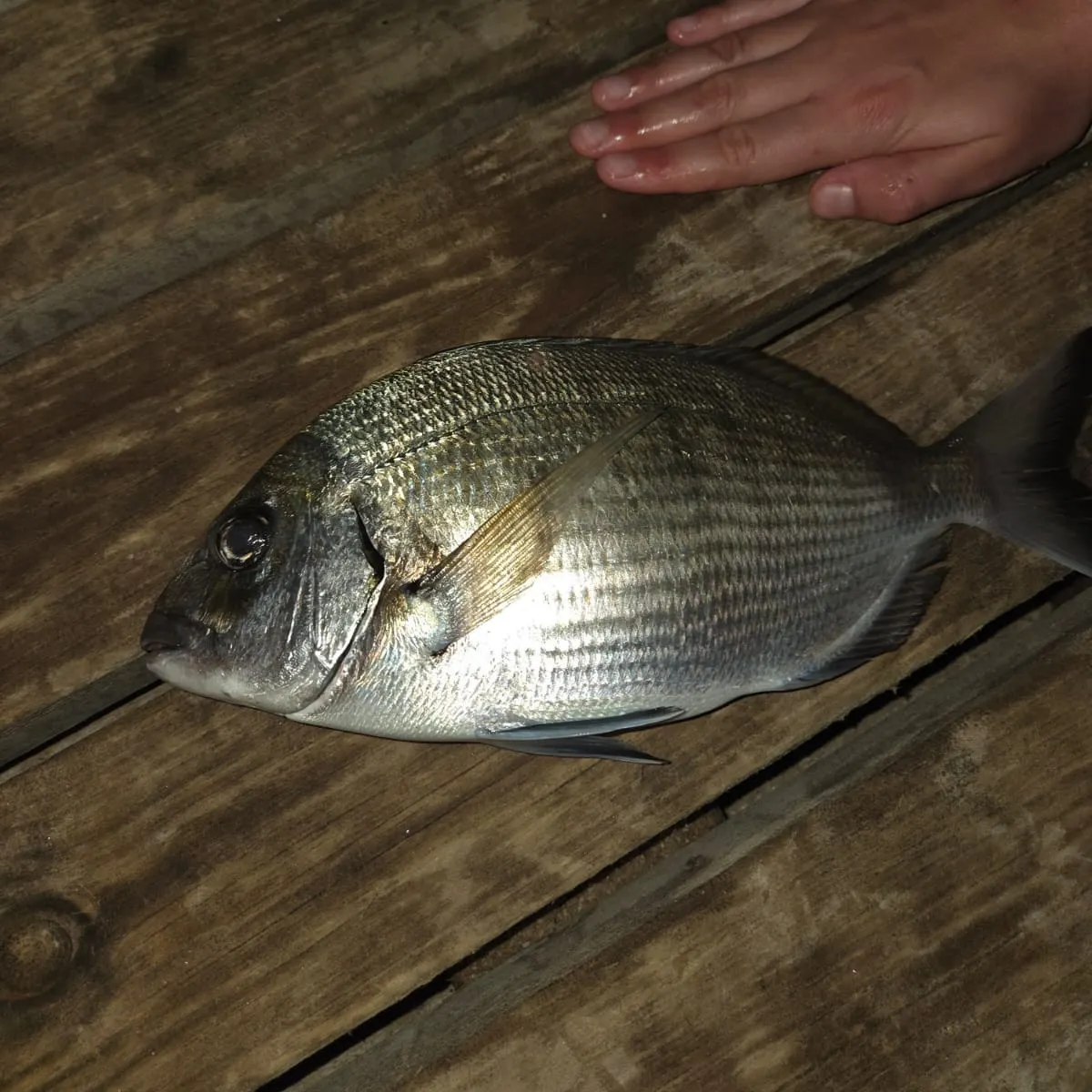 Dorada caught on Fishbrain