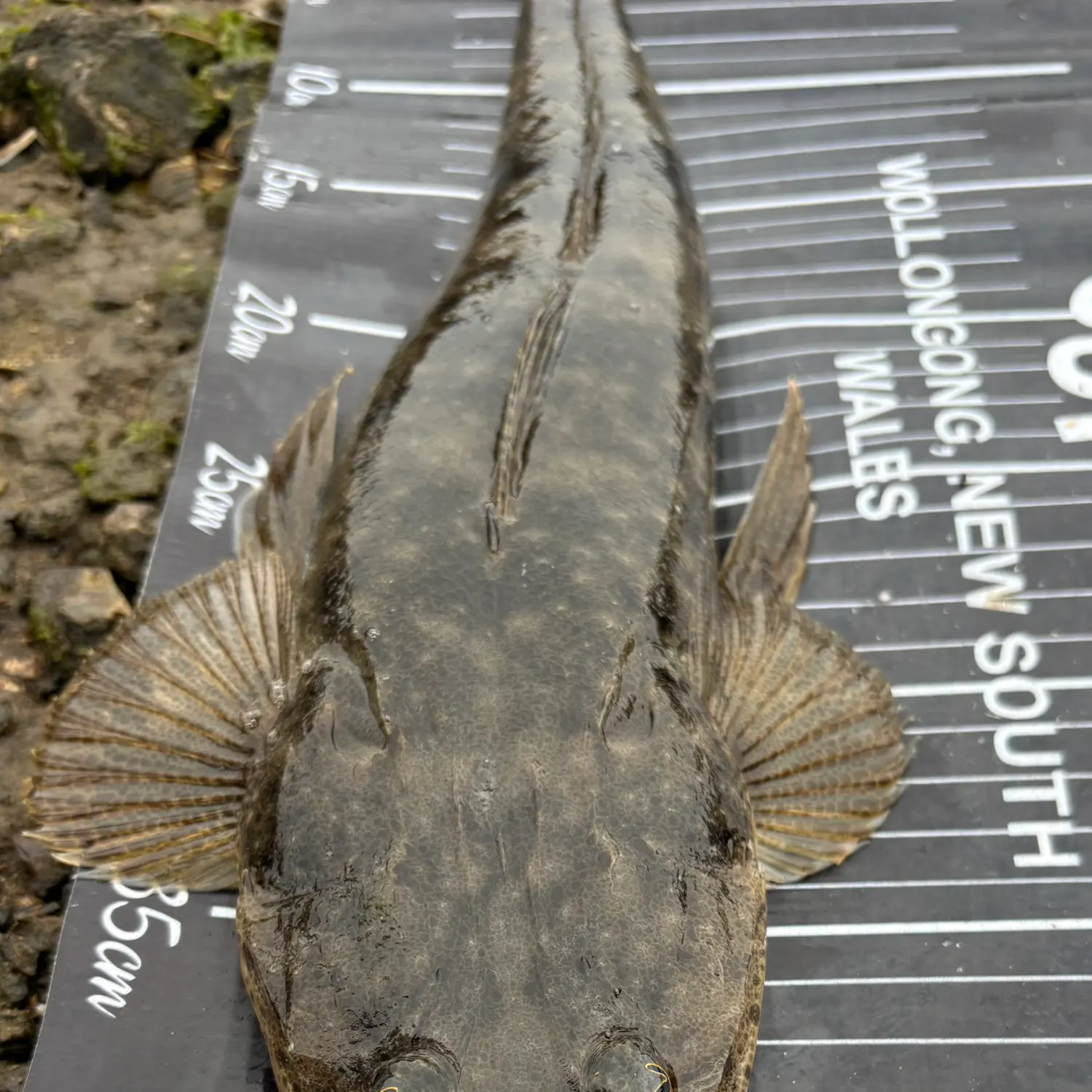 Dusky flathead caught on Fishbrain