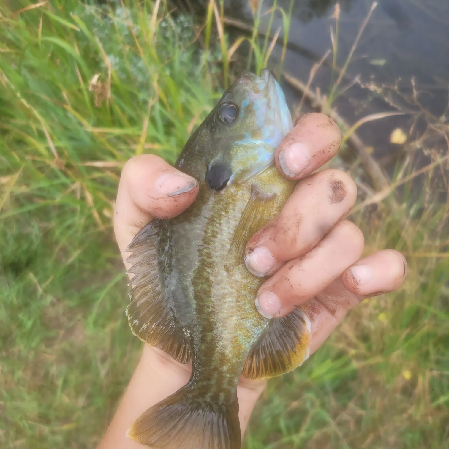 Fish caught on Fishbrain