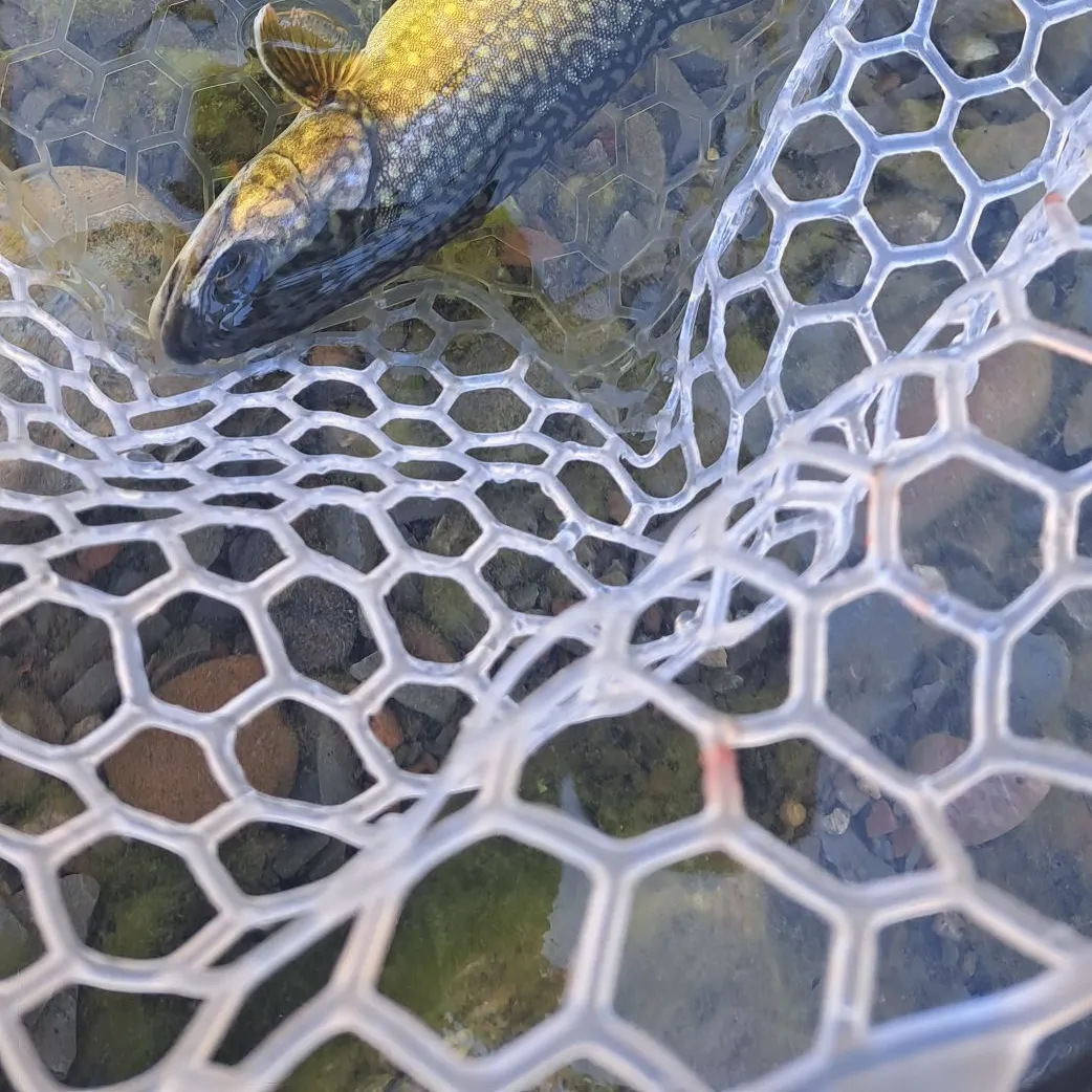 The most recent Tiger trout catches on Fishbrain