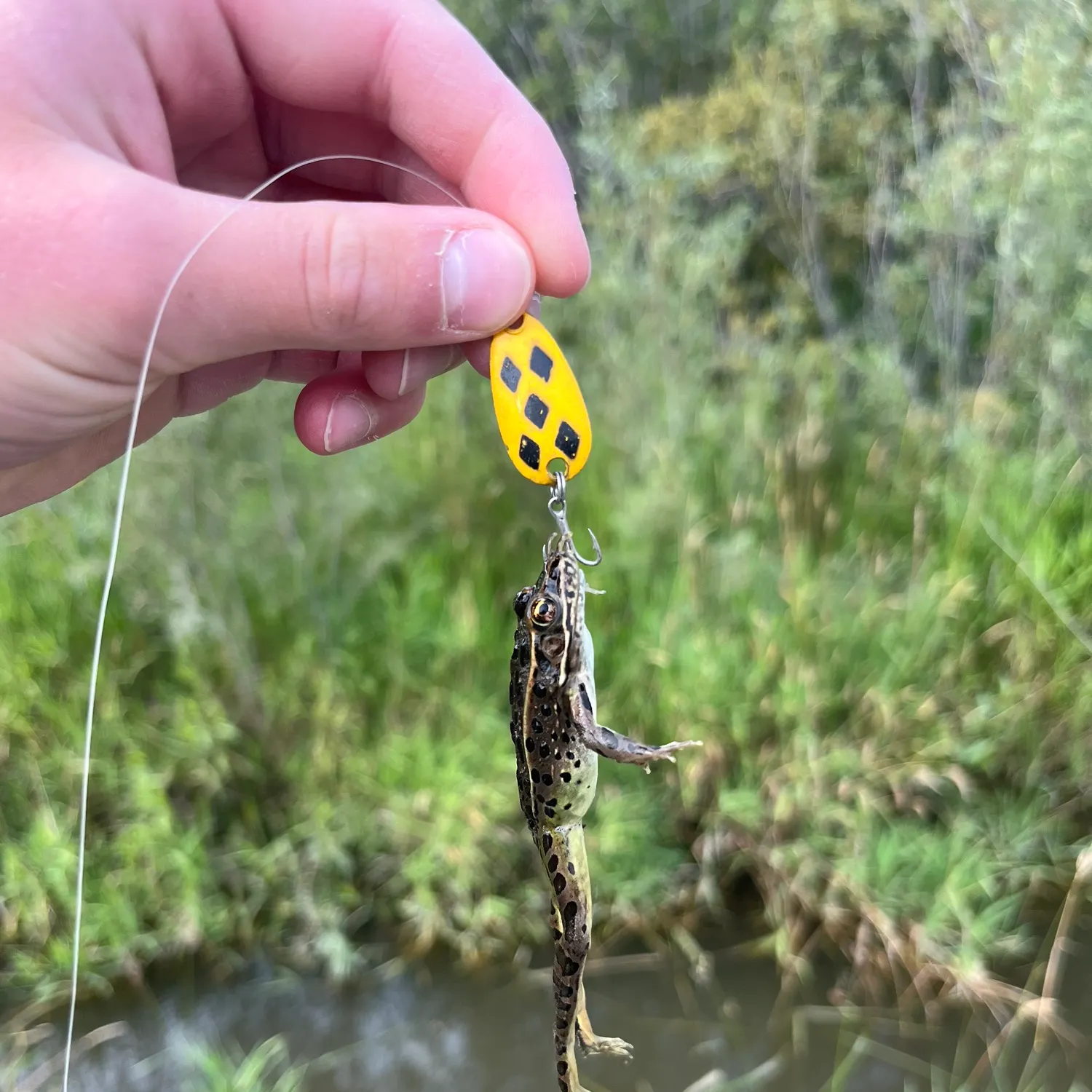 catch