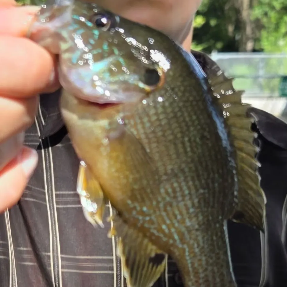 Fish caught on Fishbrain