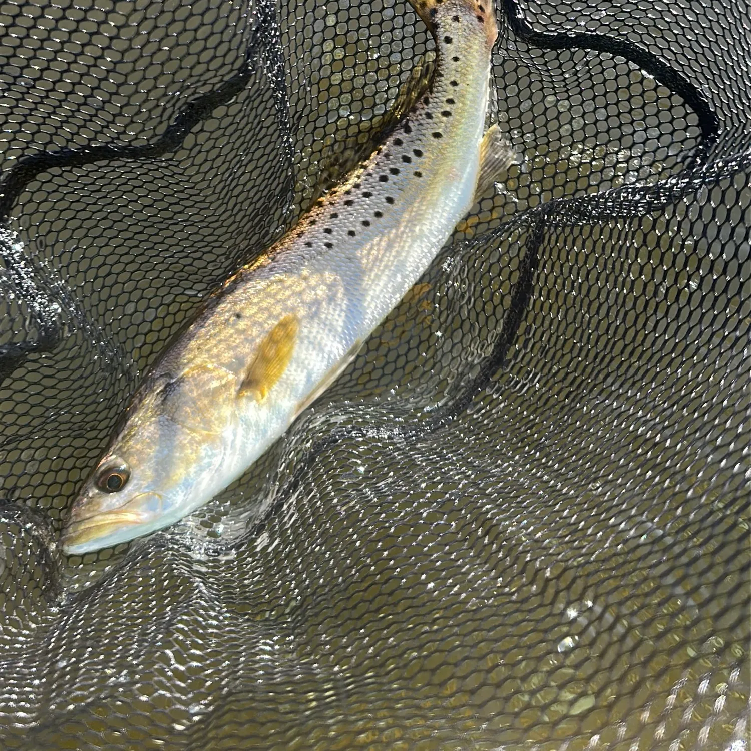 Spotted seatrout caught on Fishbrain