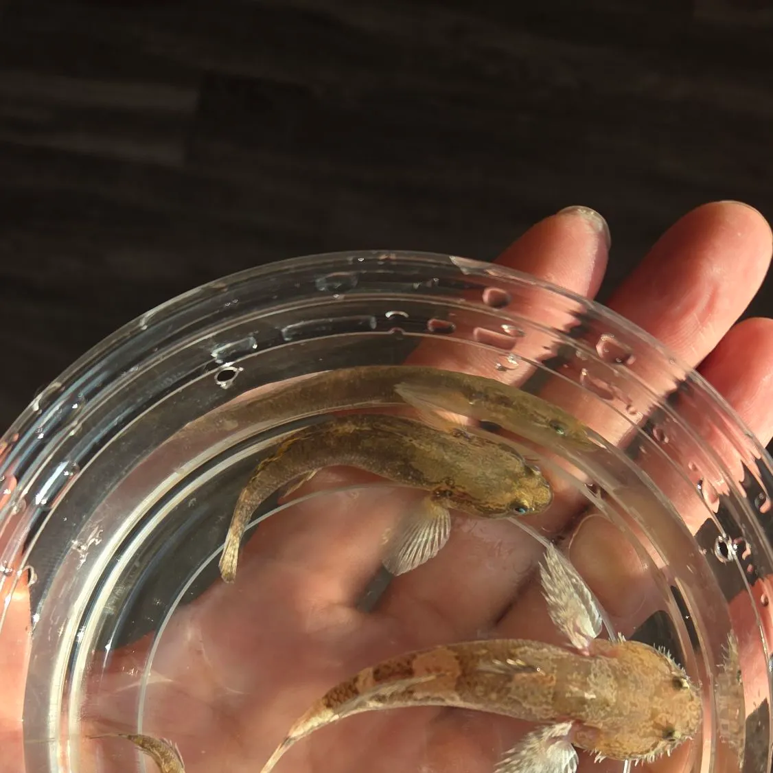 The most recent Chameleon goby catches on Fishbrain