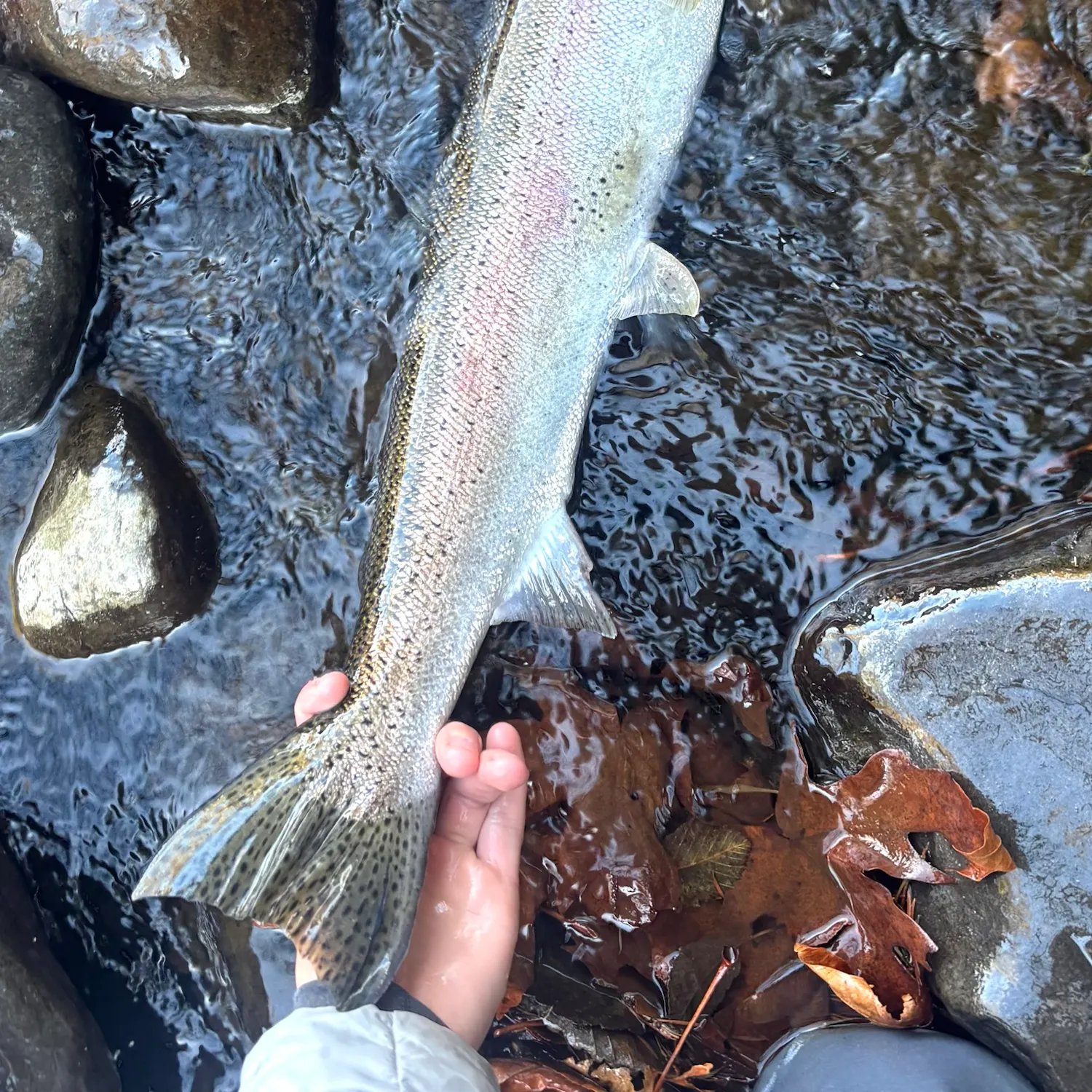 Steelhead caught on Fishbrain