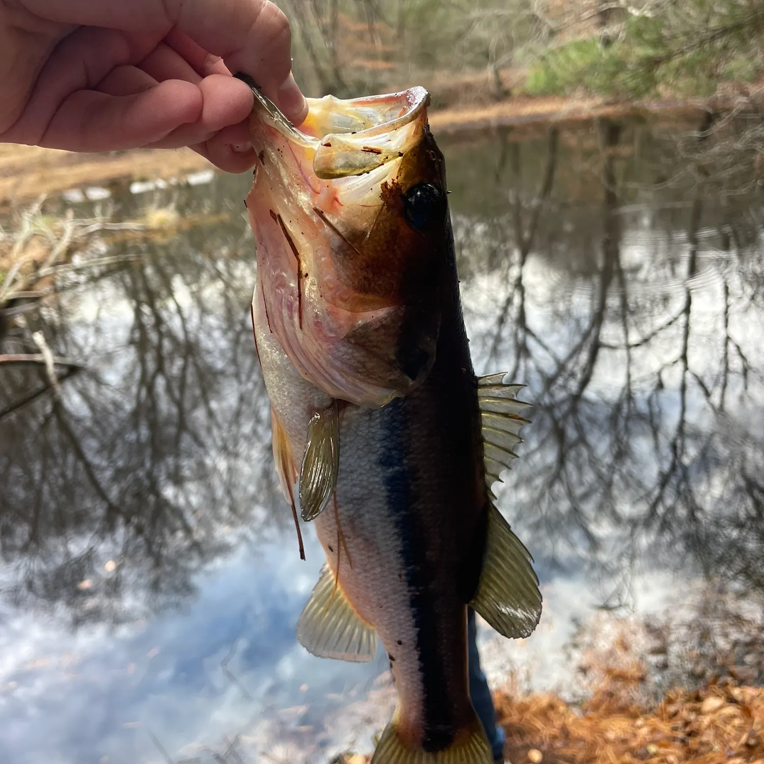 The most recent Largemouth bass catches on Fishbrain