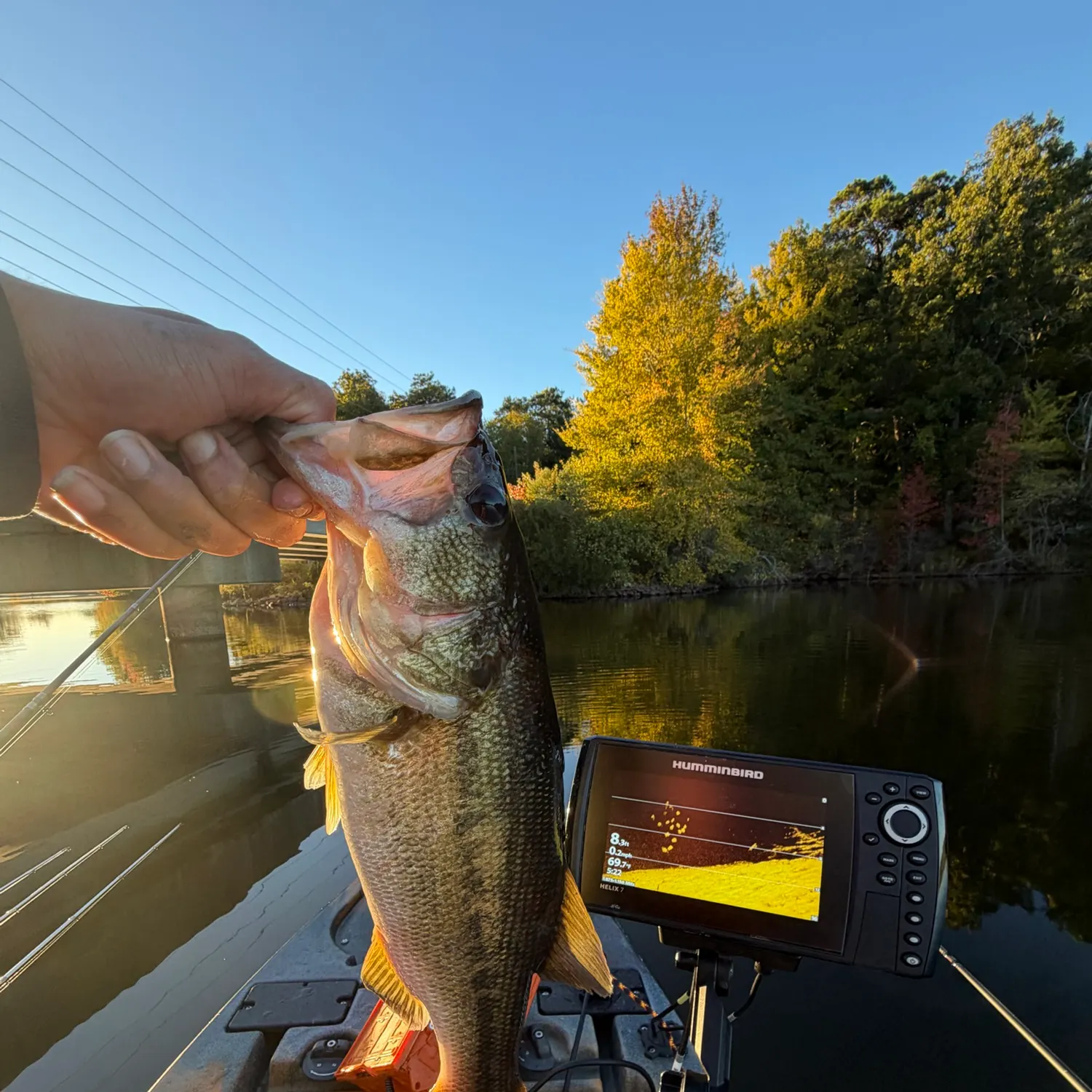 Largemouth bass caught on Fishbrain
