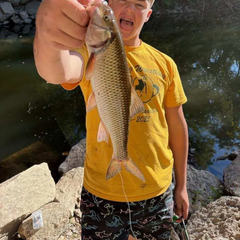 The most recent River chub catches on Fishbrain