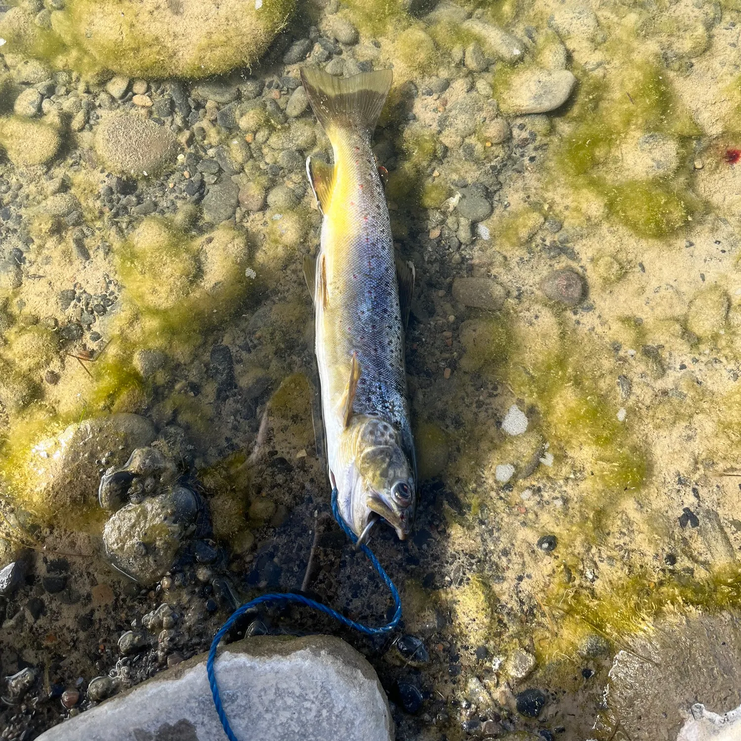 Brown trout caught on Fishbrain