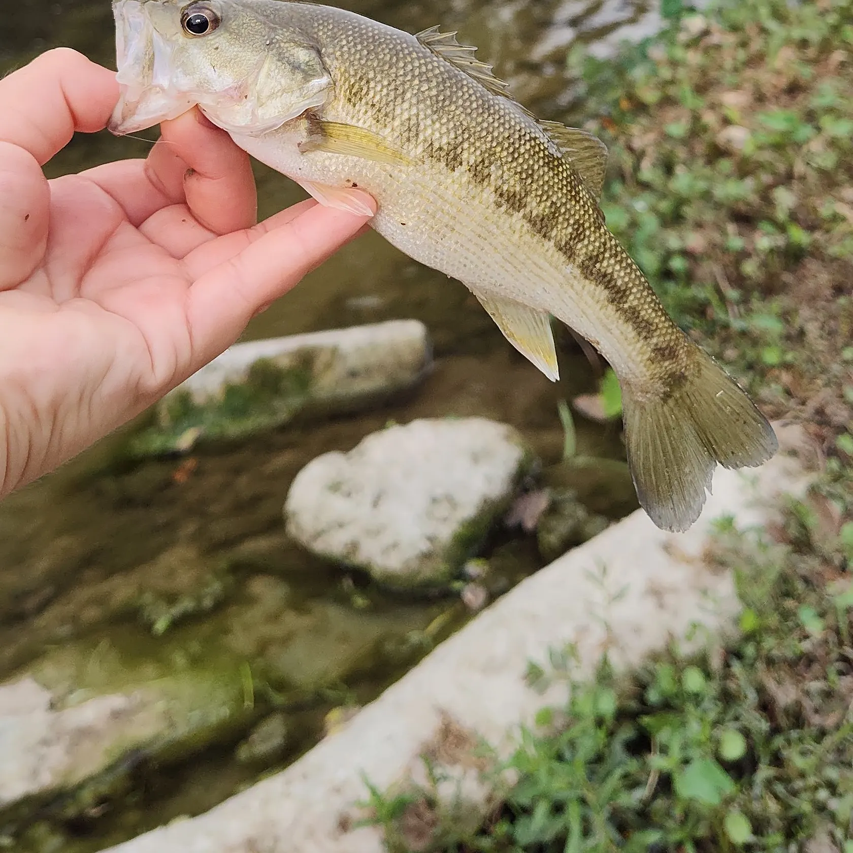 The most recent Guadalupe bass catches on Fishbrain