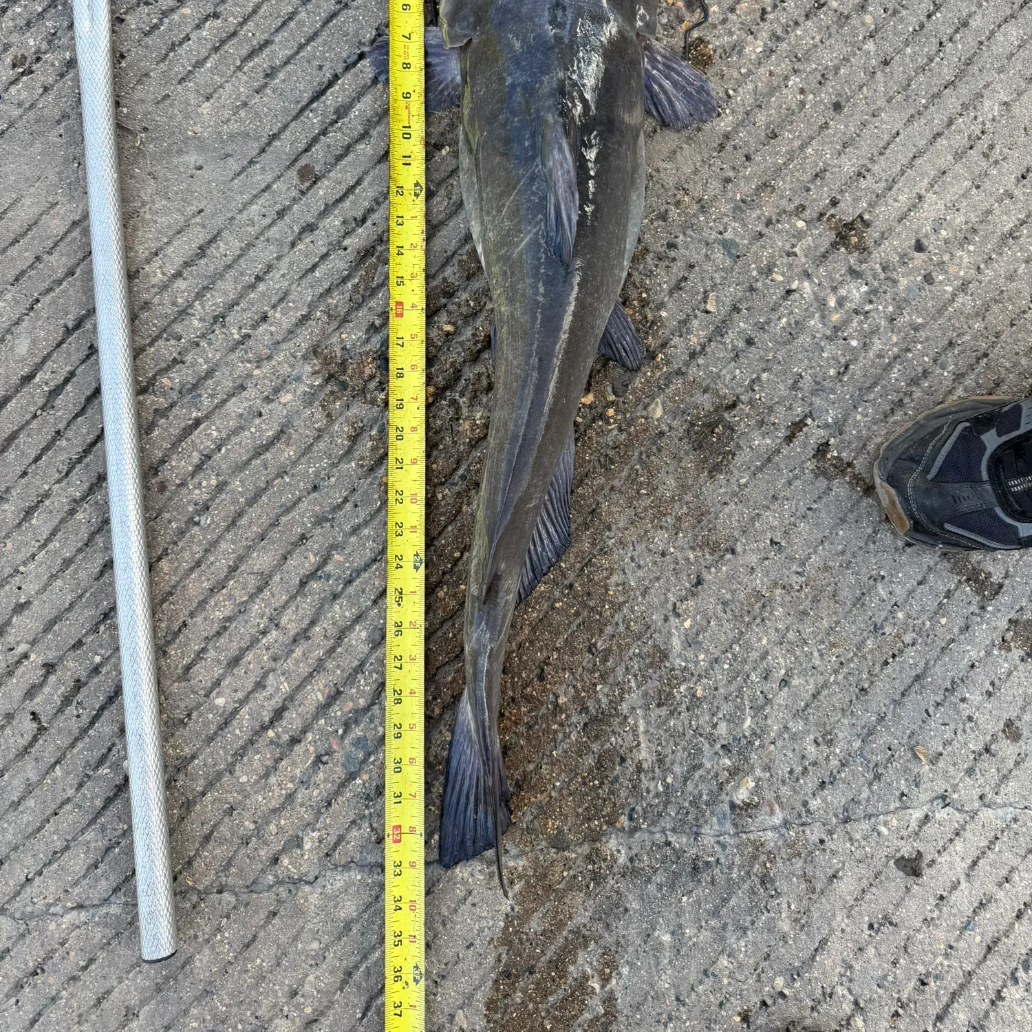 Channel catfish caught on Fishbrain